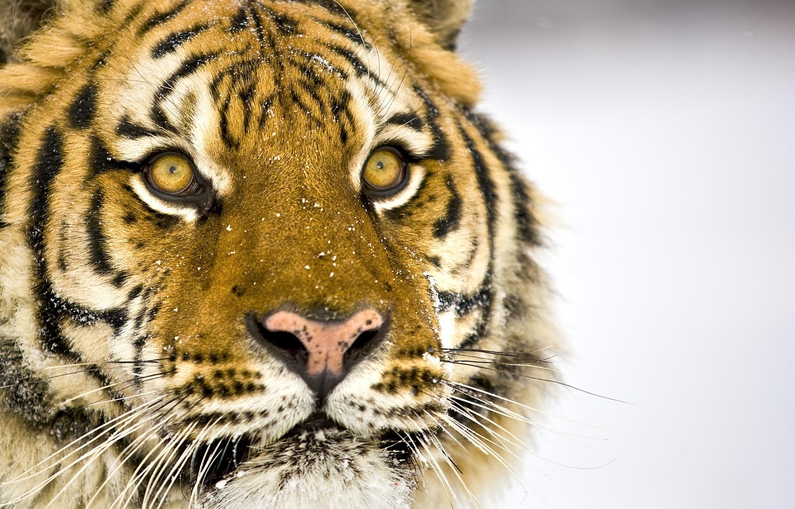 2658 Hintergrundbild herunterladen tiere, tigers, gelb - Bildschirmschoner und Bilder kostenlos