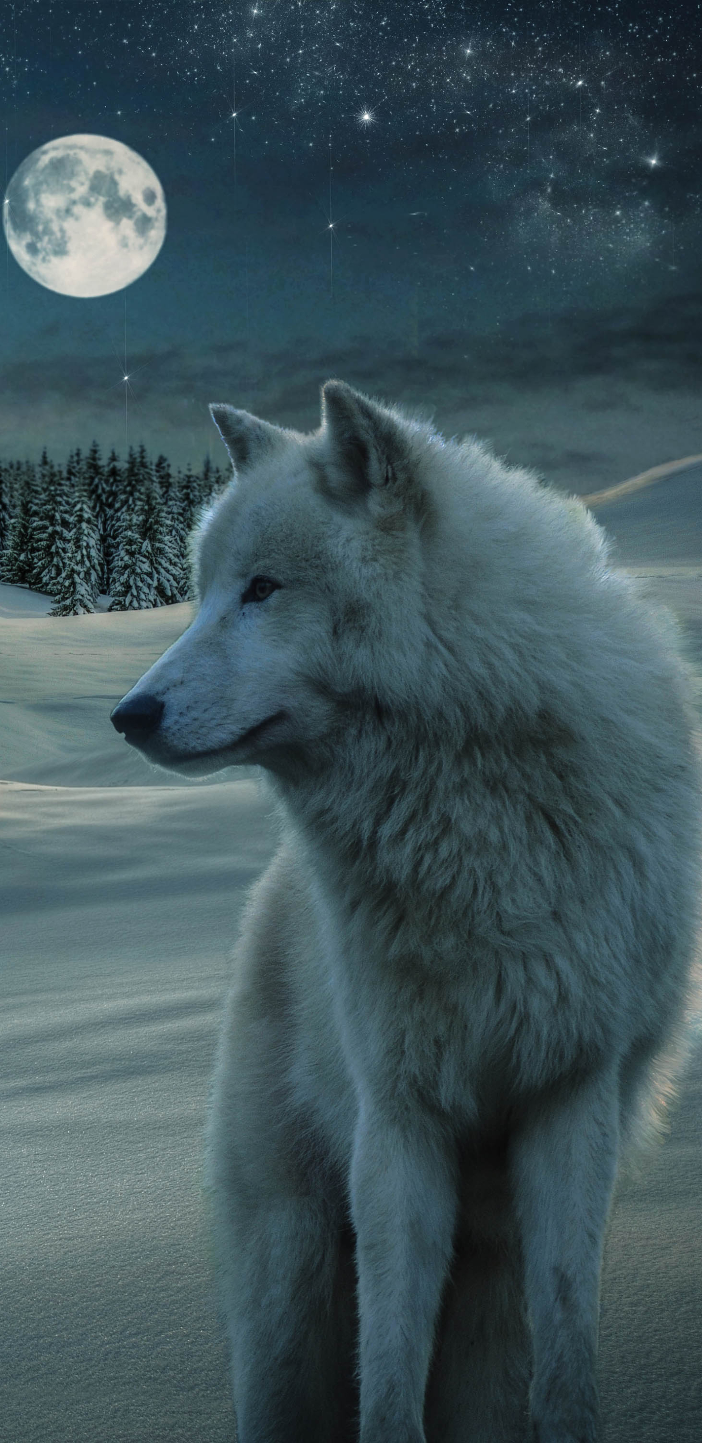 無料モバイル壁紙動物, オオカミ, 冬, 雪, 星空, 月, 狼, 出演者, 夜, 白いオオカミをダウンロードします。