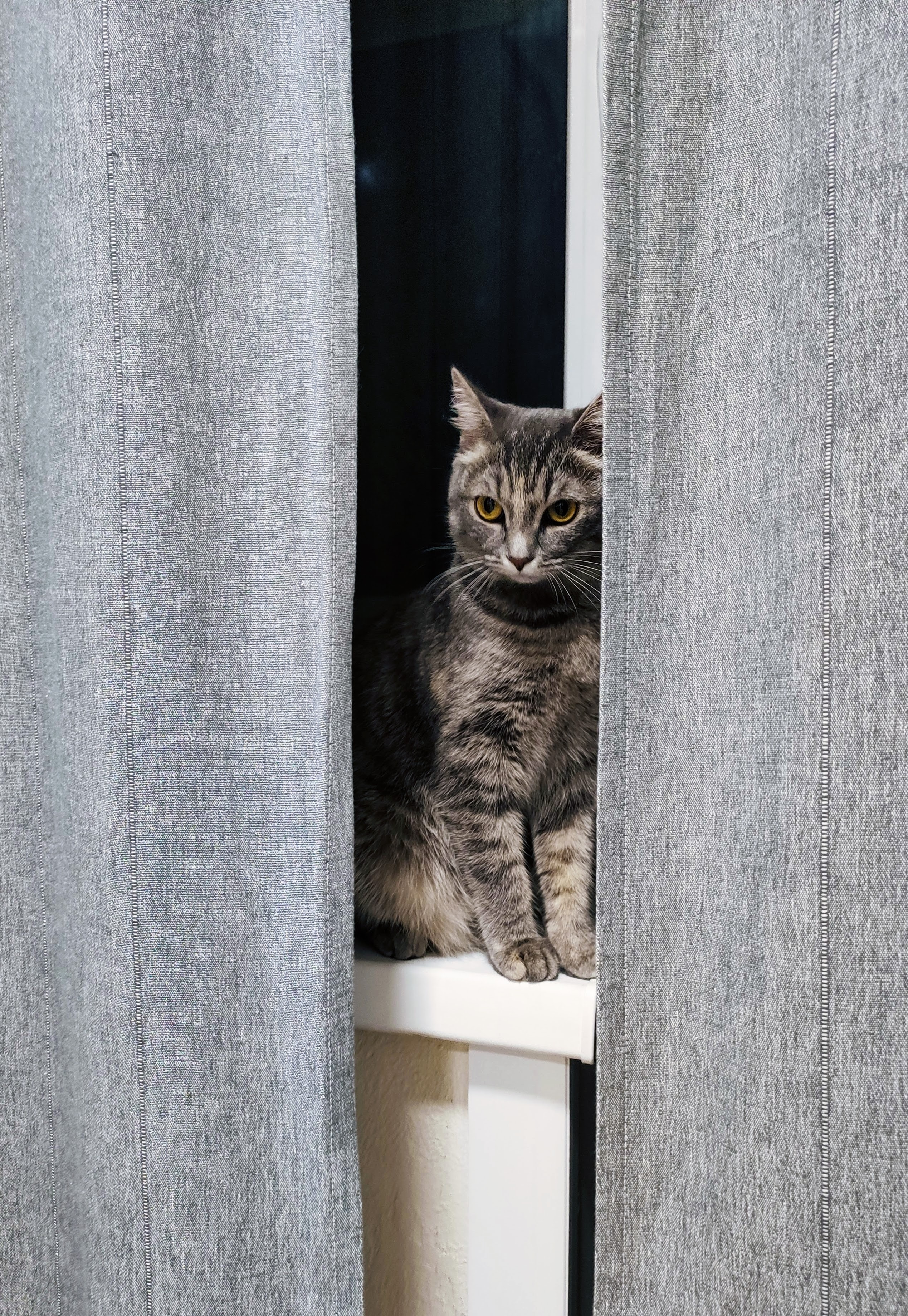 無料モバイル壁紙猫, 動物, ペット, カーテン, 灰色, 窓, ネコをダウンロードします。
