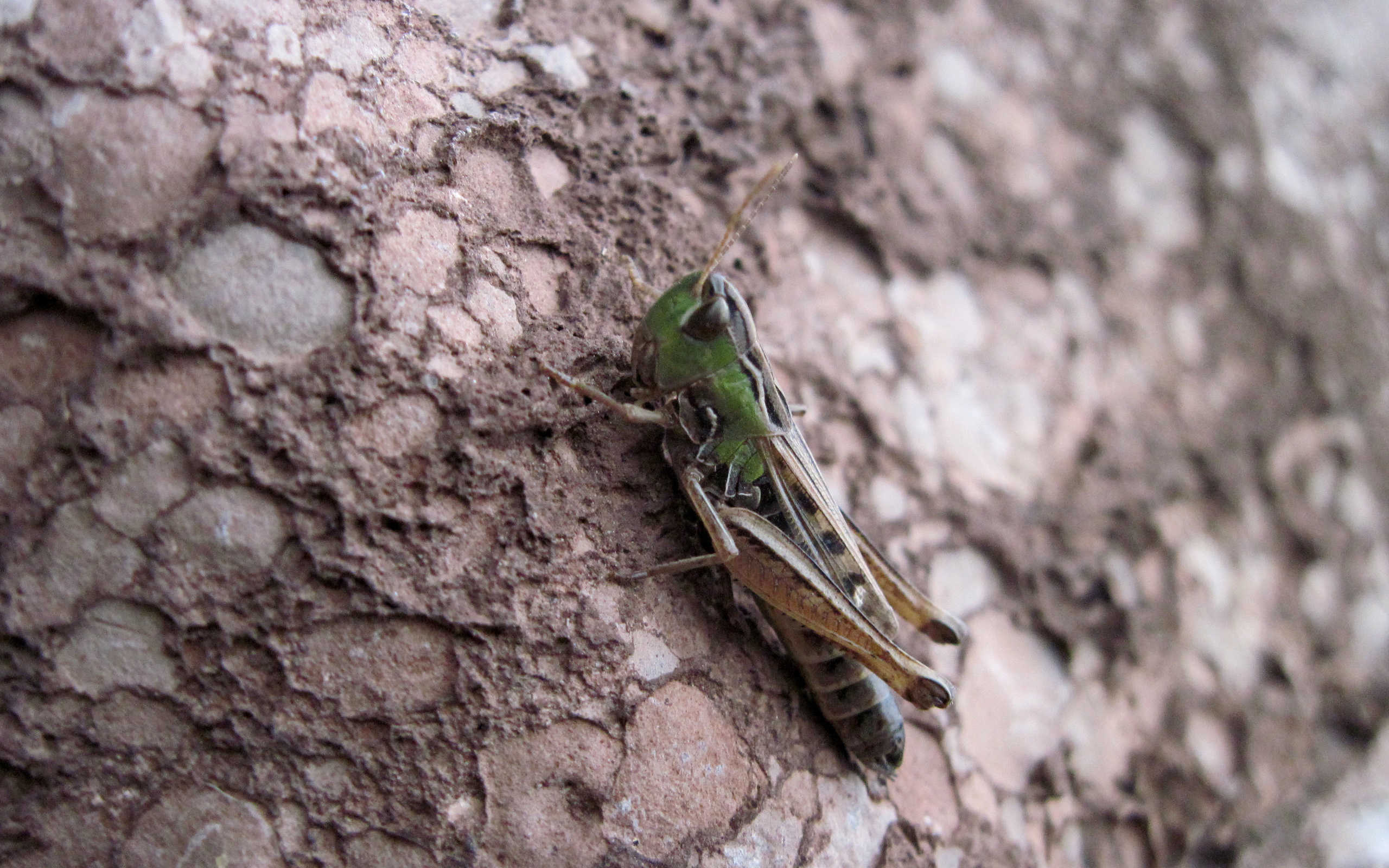 animal, grasshopper QHD