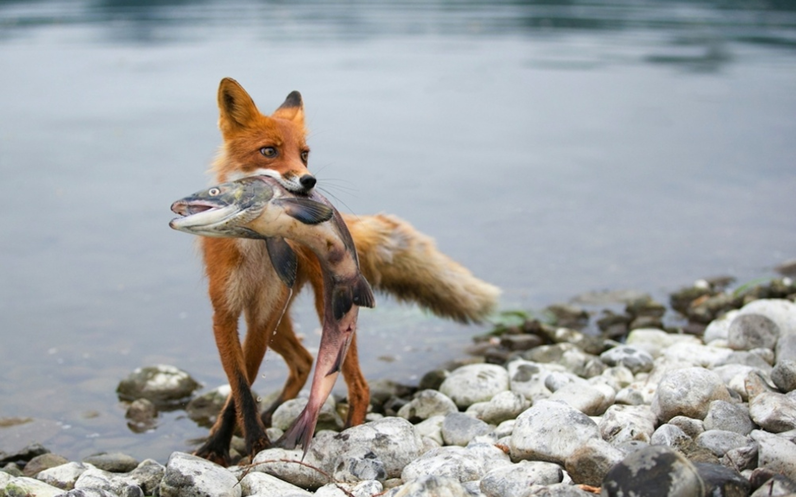 картинки рыбы лисы