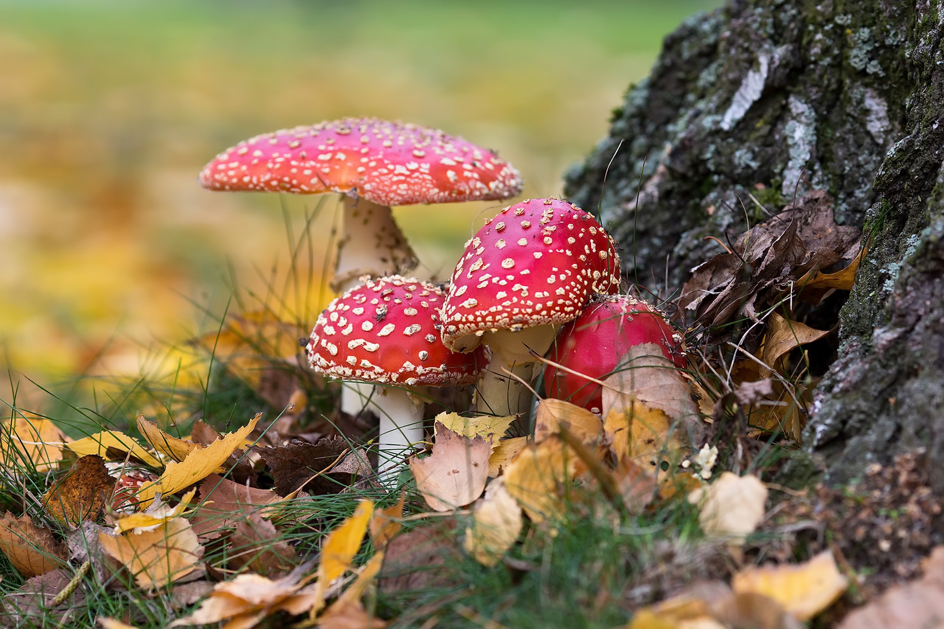 Осень лес грибы мухоморы
