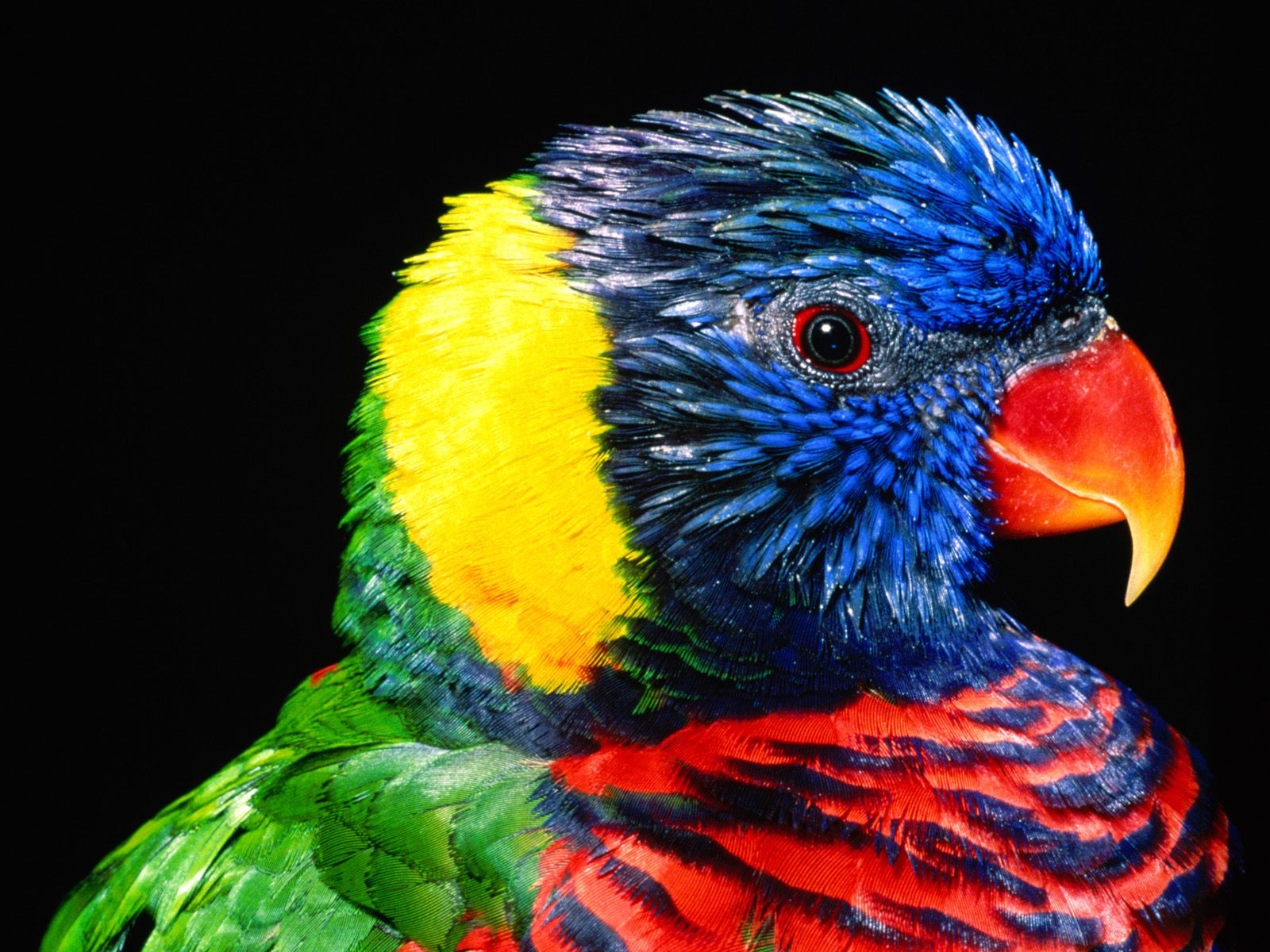 animal, rainbow lorikeet