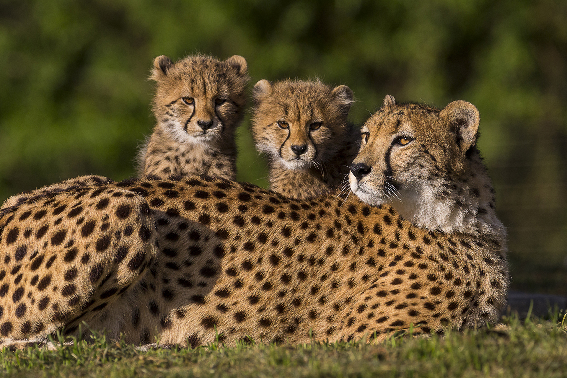 Семейство кошачьих гепард