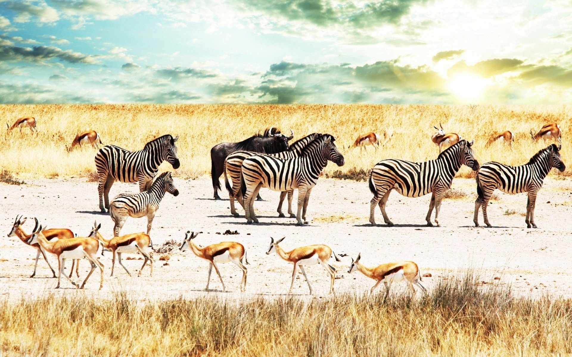 animals, africa, sky, savanna, zebra, buffalo, antelope, buffaloes for android