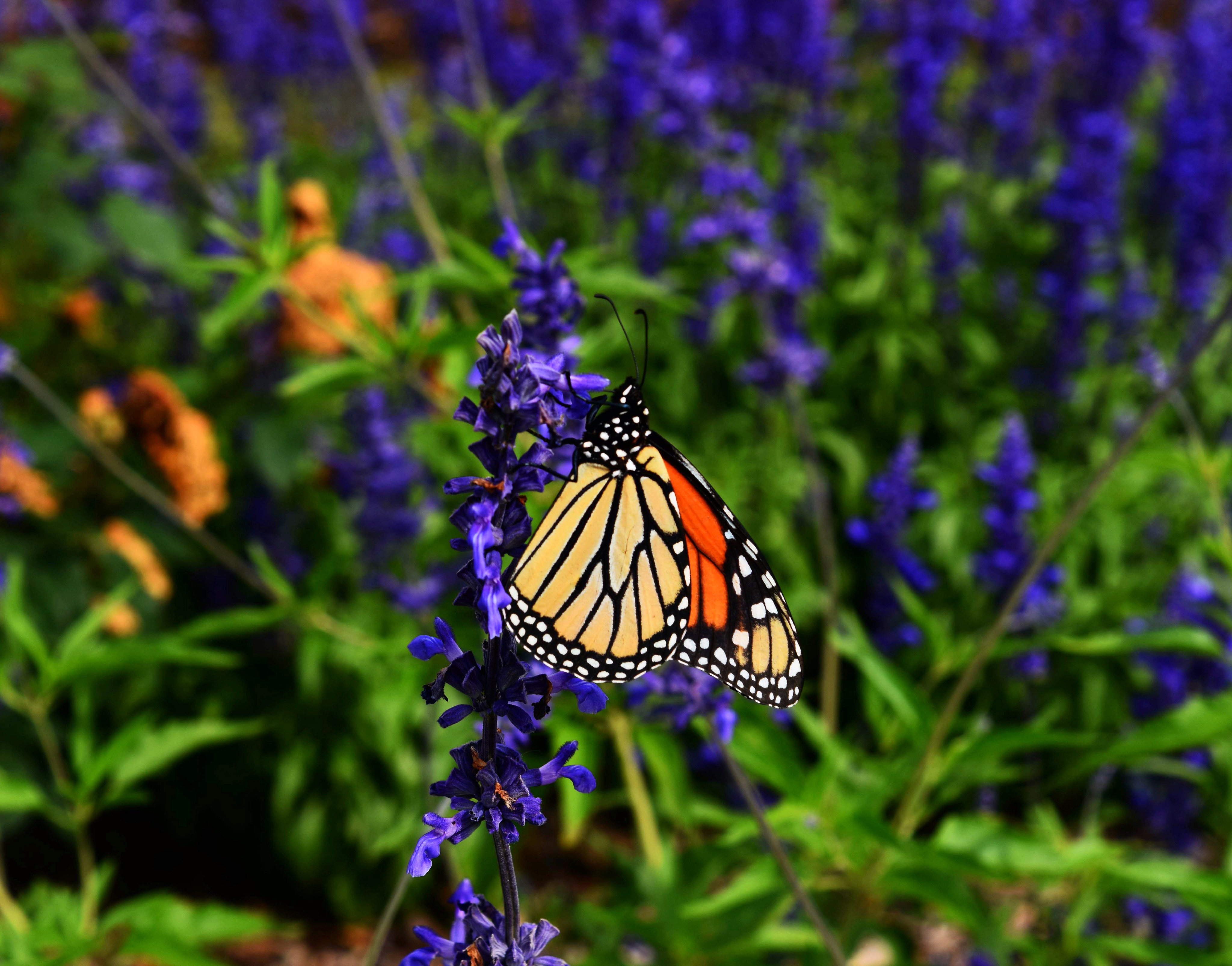 Скачать обои бесплатно Бабочка Монарх, Крылья, Животные, Узор, Цветок, Бабочка картинка на рабочий стол ПК