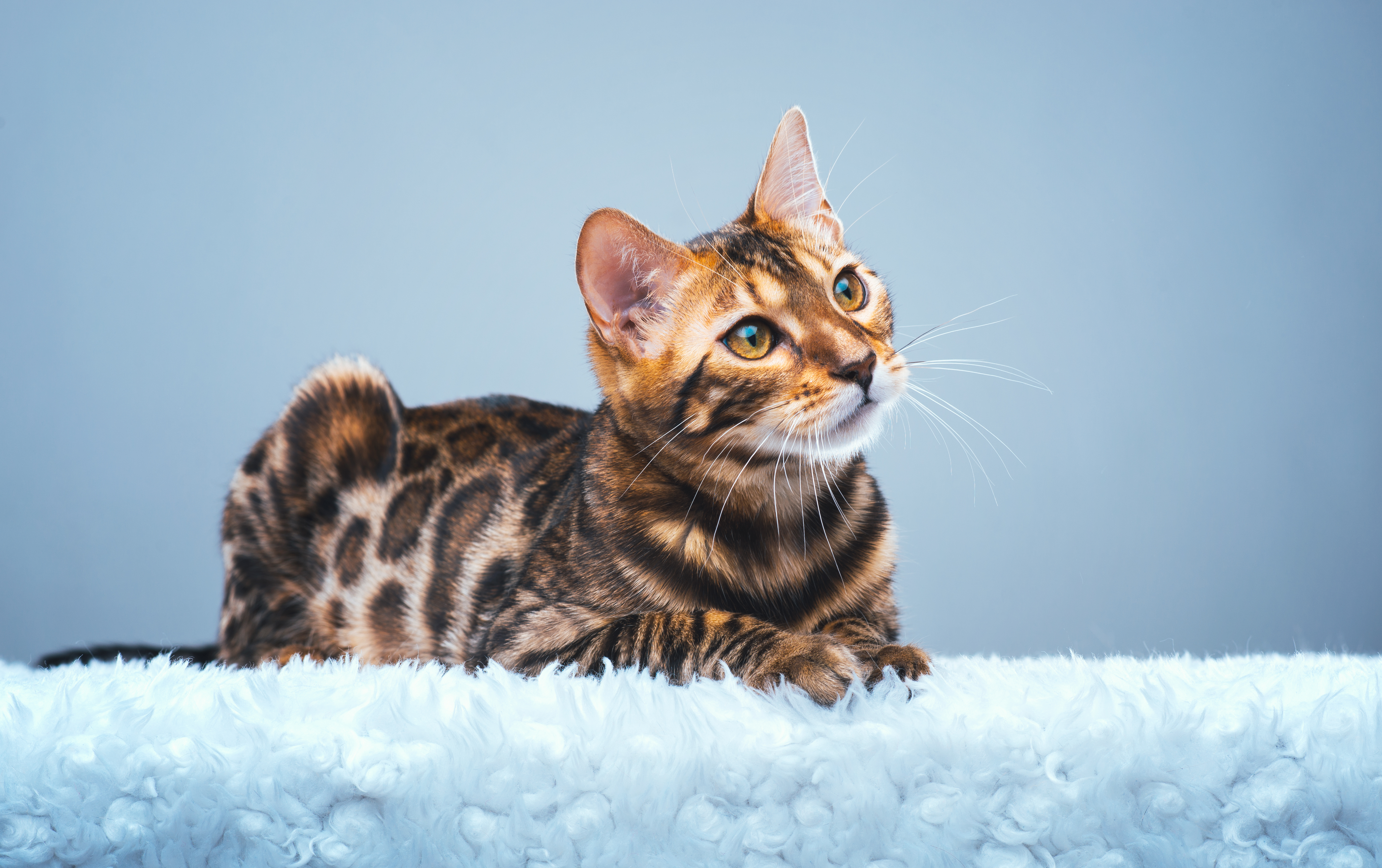 animal, bengal cat, cat, cats for android