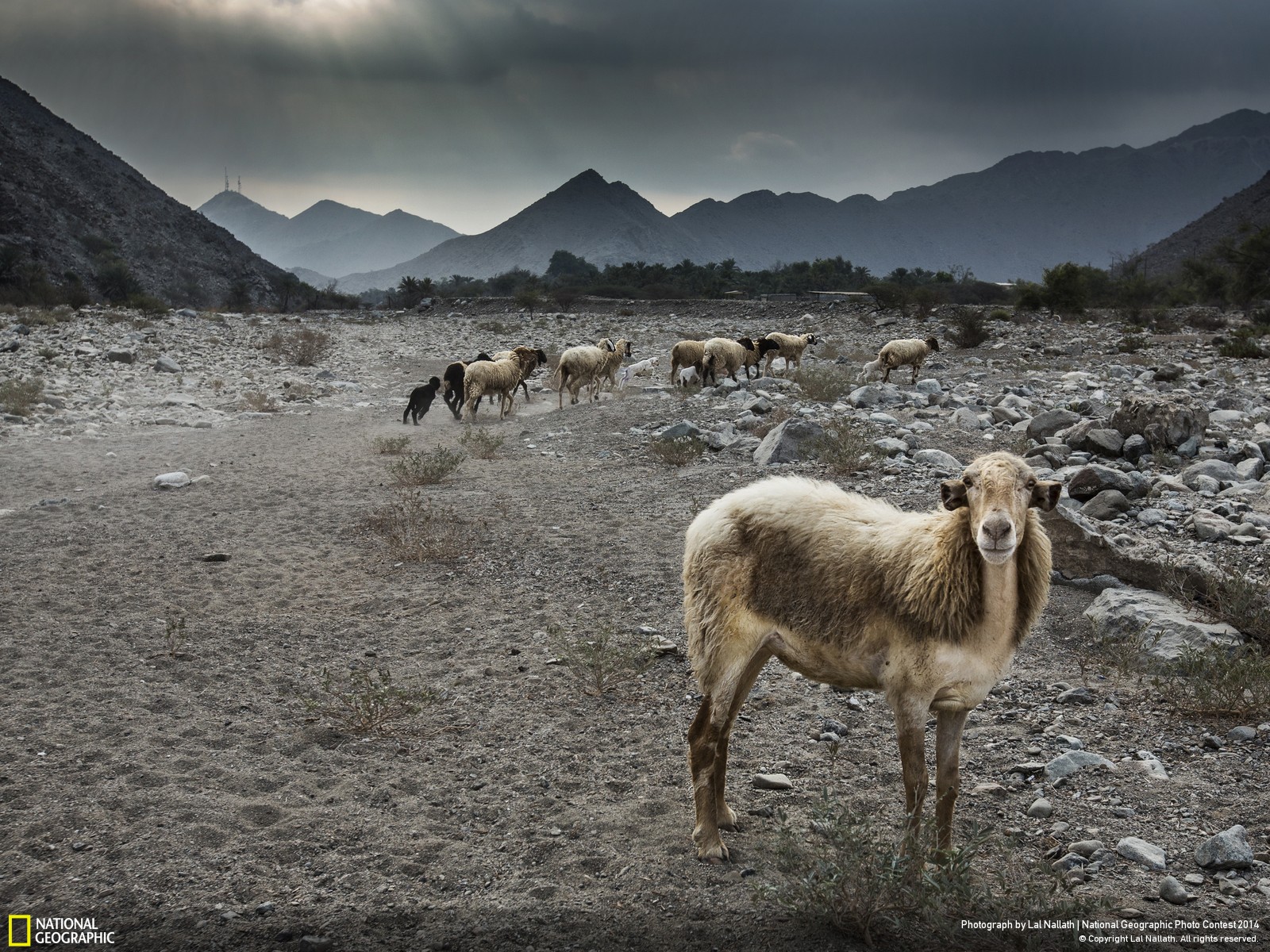 Животный ландшафт. Овечка National Geographic. Географик кенглик нима. Sheep natural Geographic.