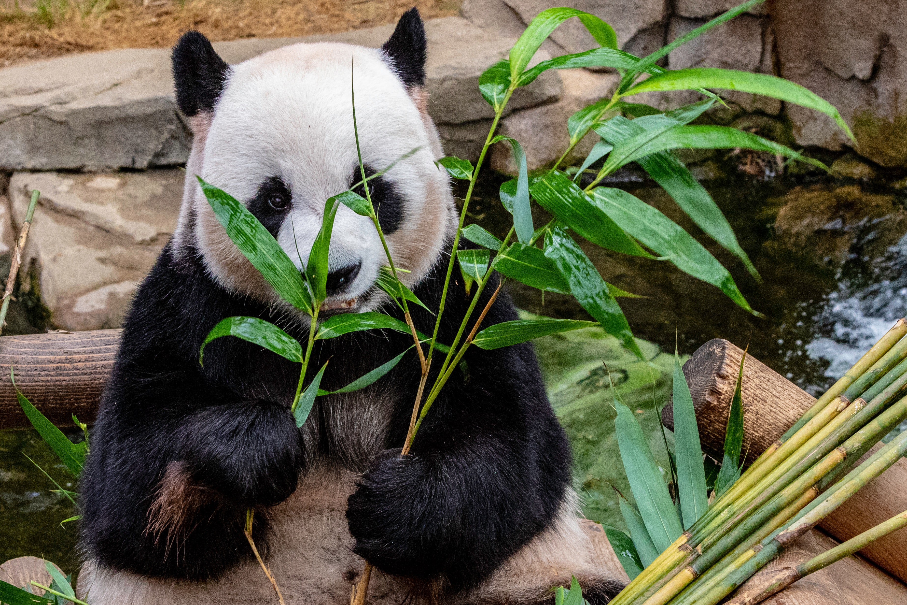 Download mobile wallpaper Animals, Bear, Bamboo, Food, Panda for free.