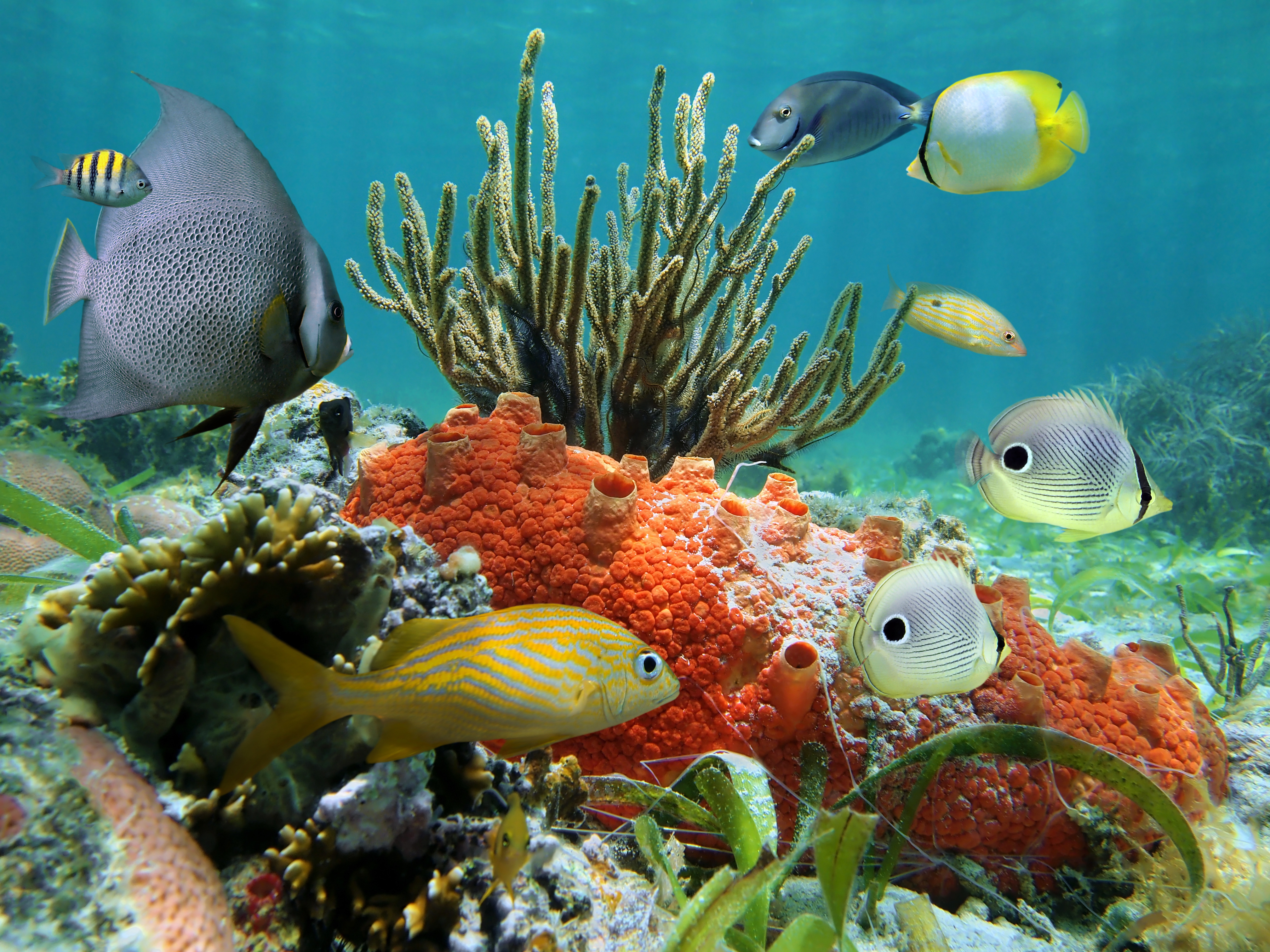 Коралловые рифы Карибского моря