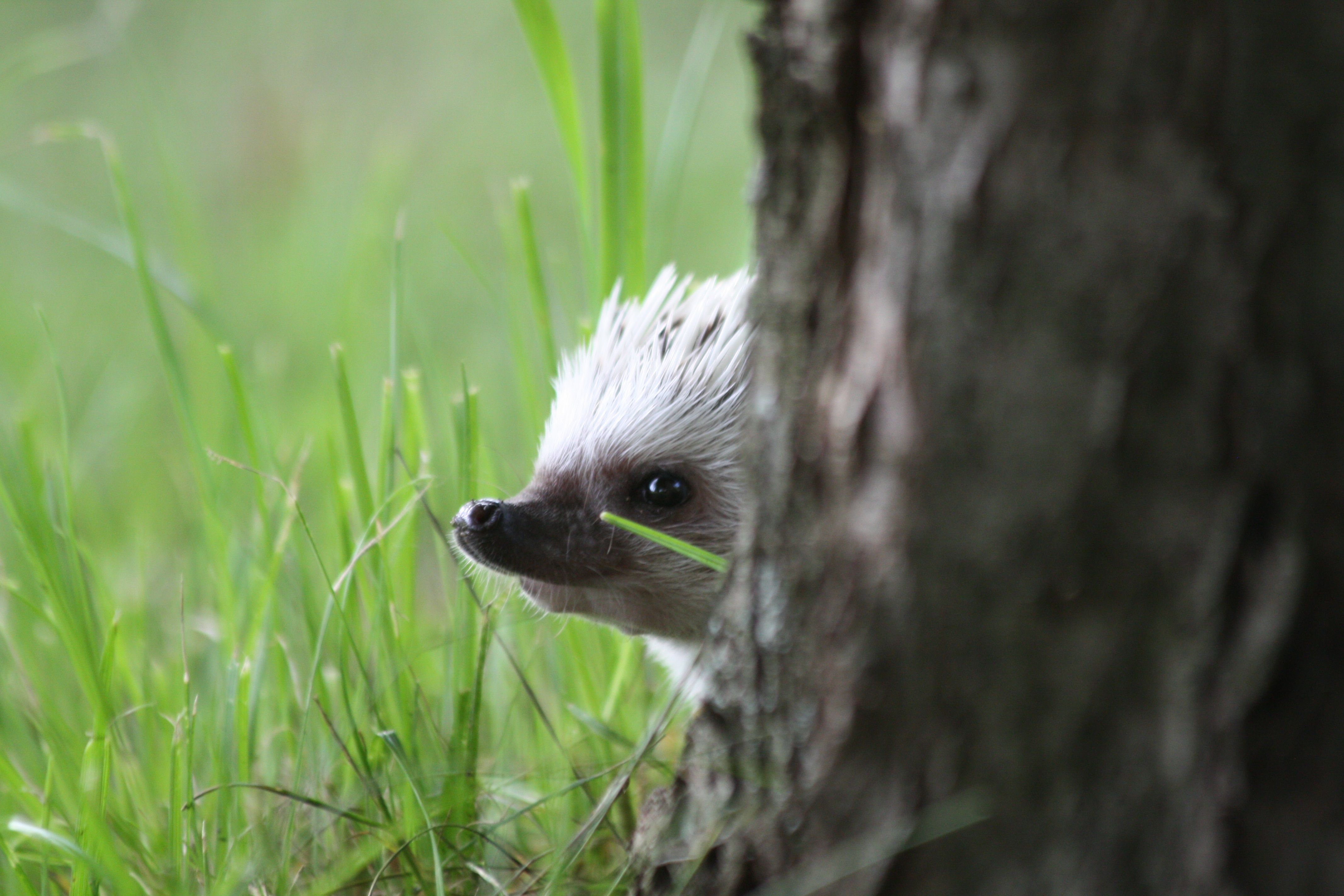 animals, muzzle, hedgehog, peek out, look out download HD wallpaper