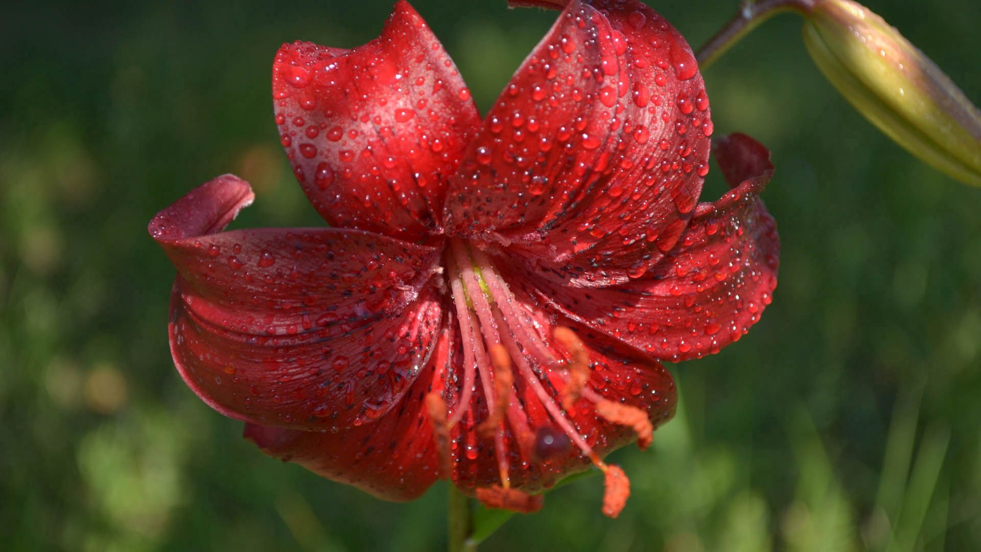 Handy-Wallpaper Lily, Staubblatt, Lilie, Tau, Drops, Blumen, Blume kostenlos herunterladen.