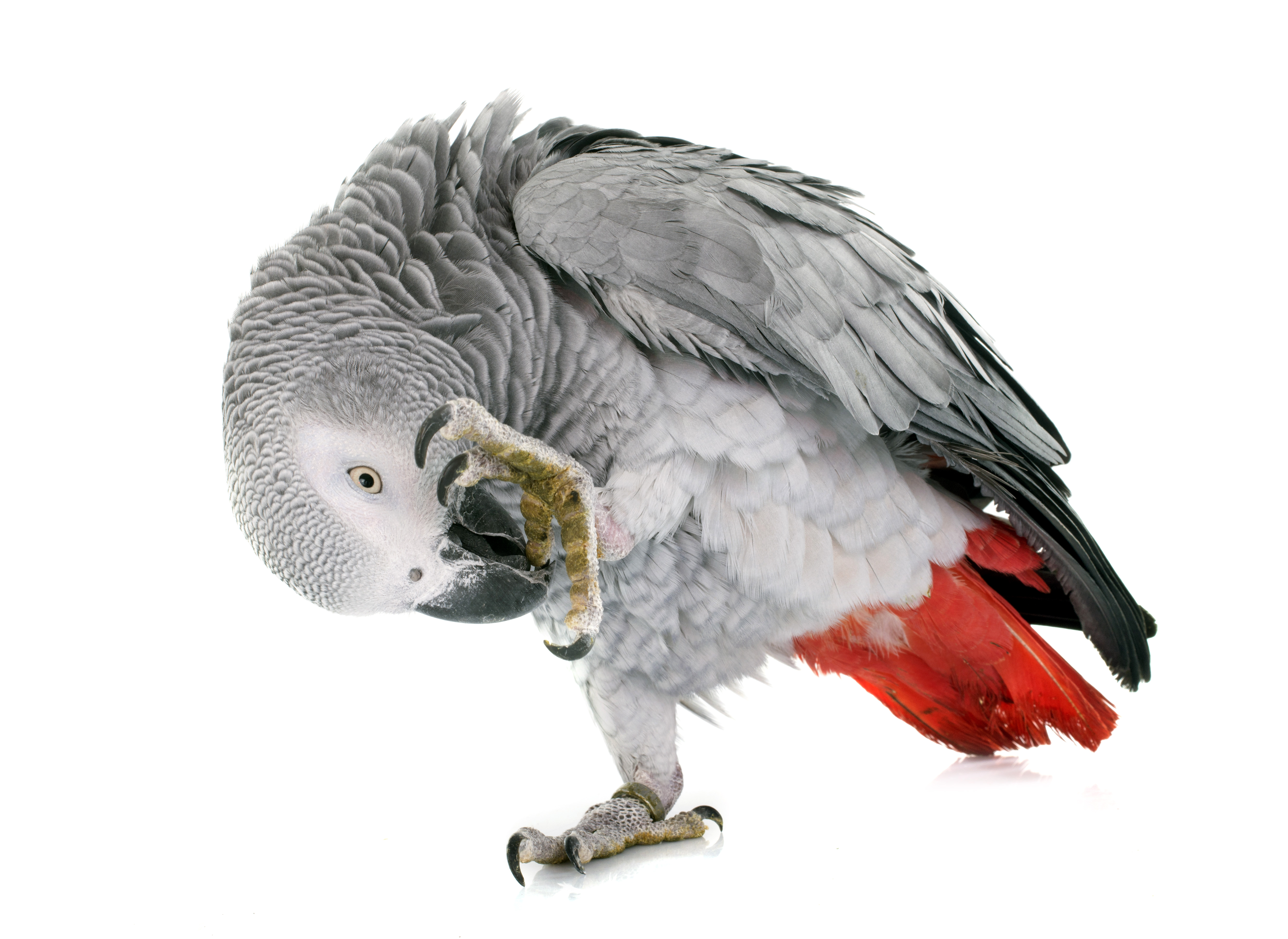Фото попугая на белом фоне