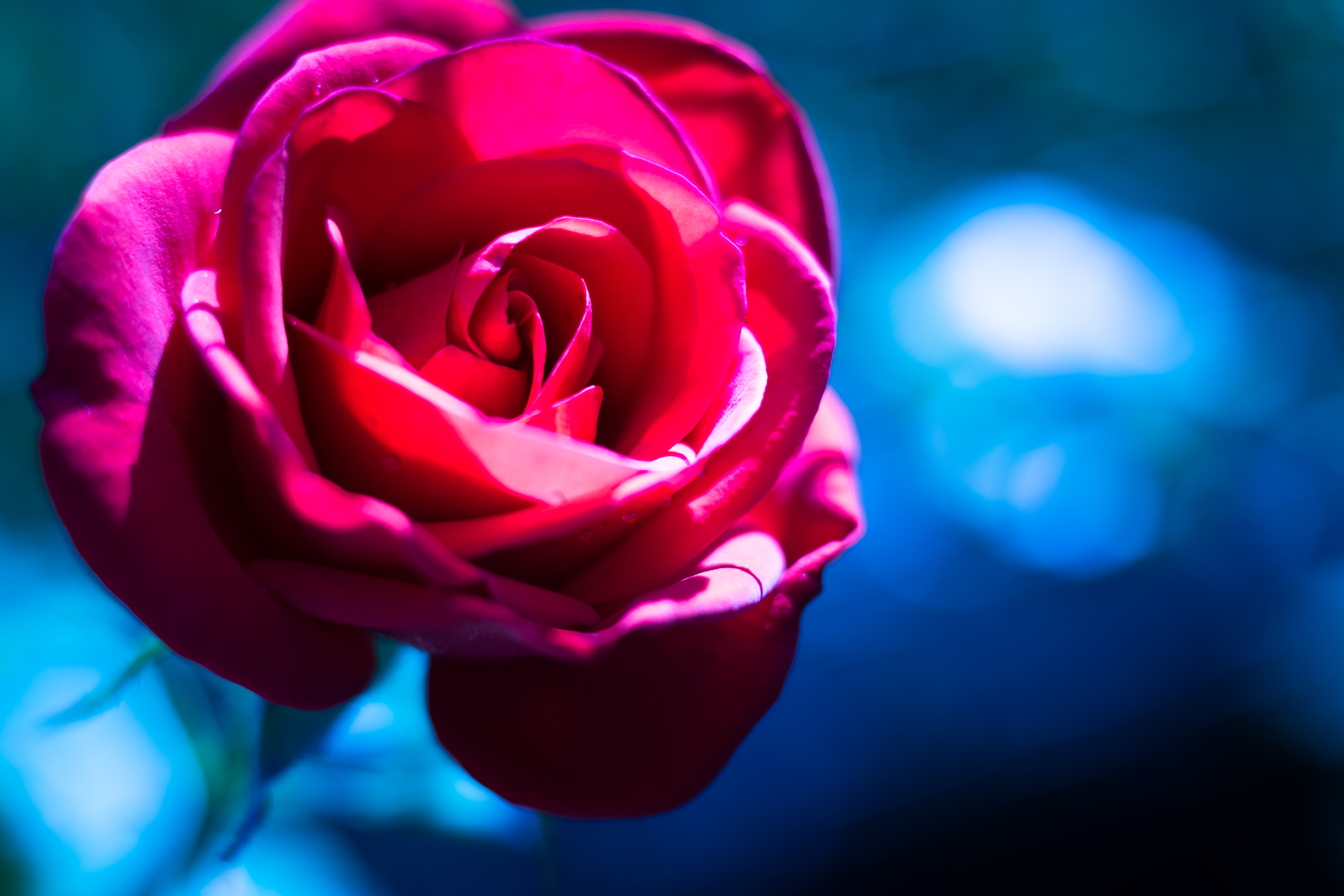 無料モバイル壁紙花, マクロ, 大きい, バラの花, 薔薇, ピンクをダウンロードします。