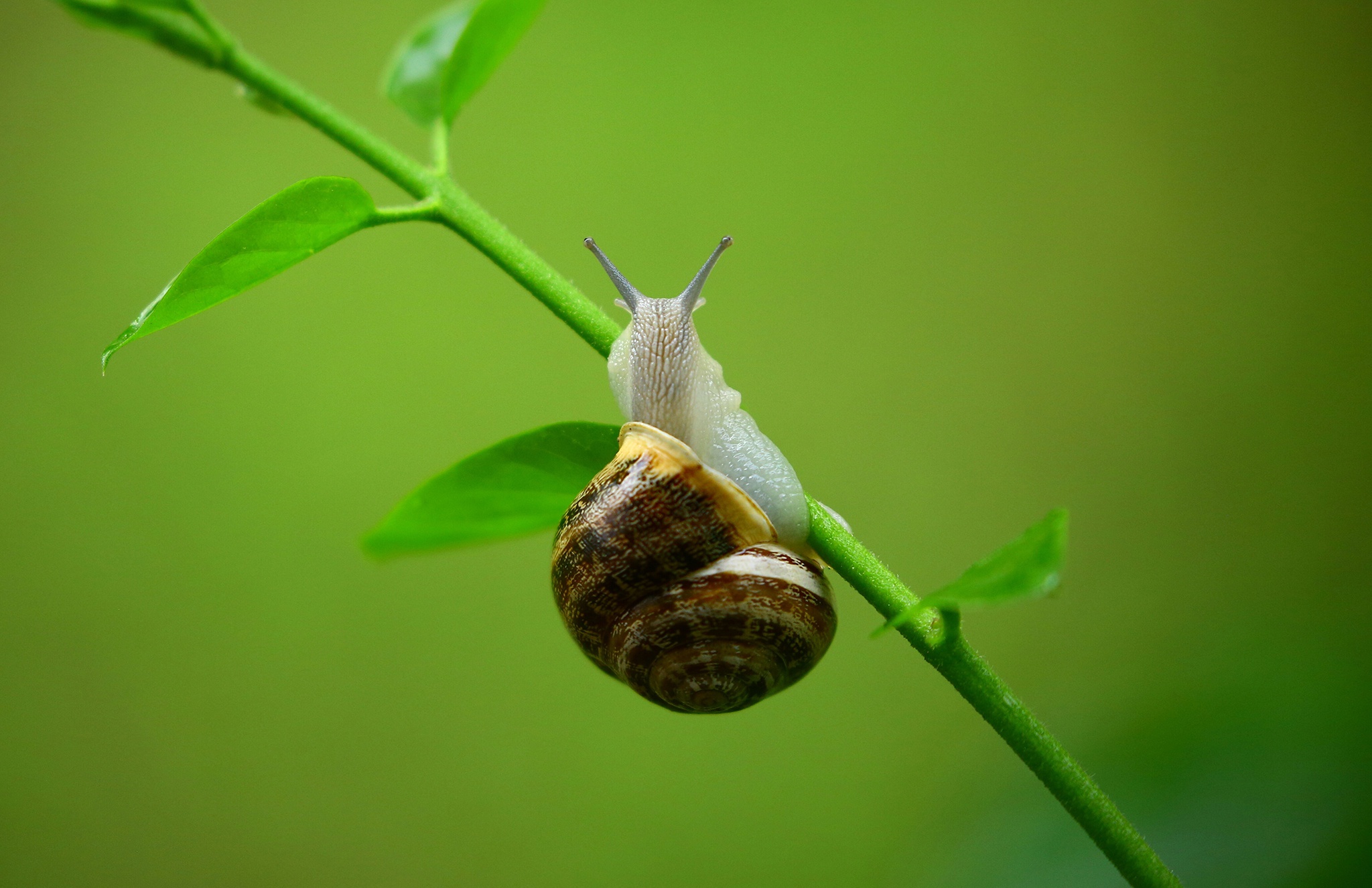 mollusc, animal, snail High Definition image