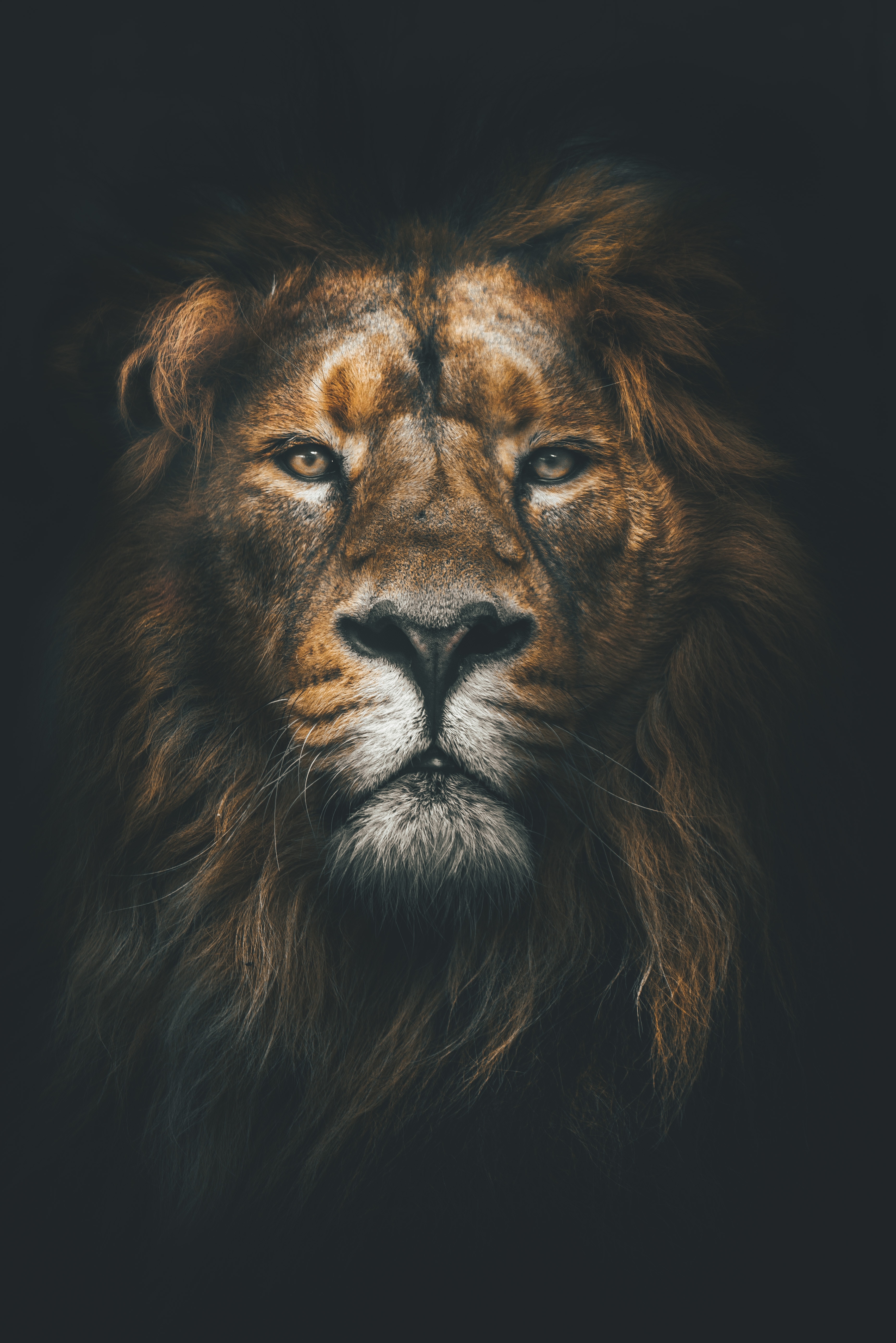 156199 baixar papel de parede leão, um leão, animais, juba, predator, focinho, visão, predador, opinião - protetores de tela e imagens gratuitamente