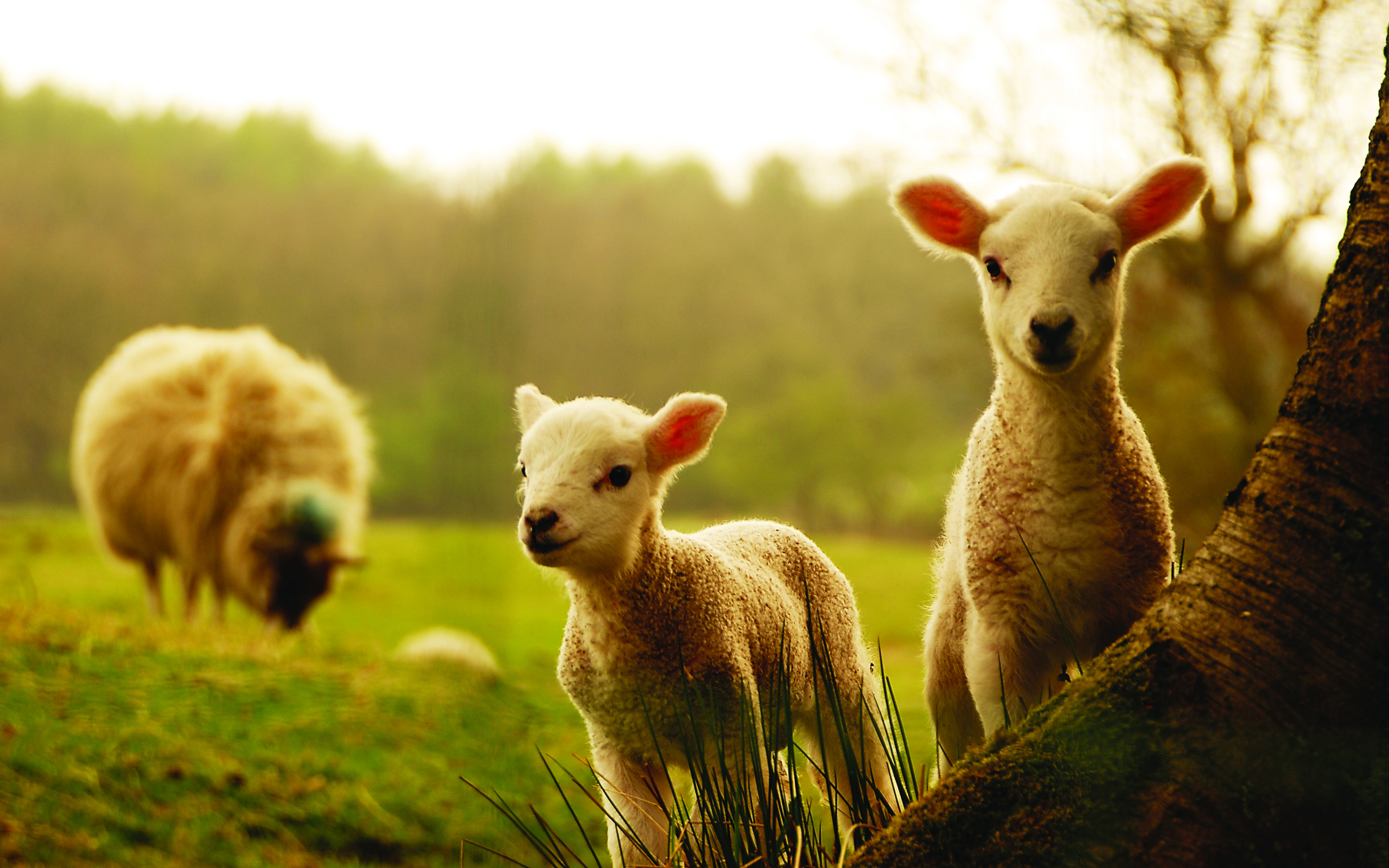 sheep, animal HD wallpaper