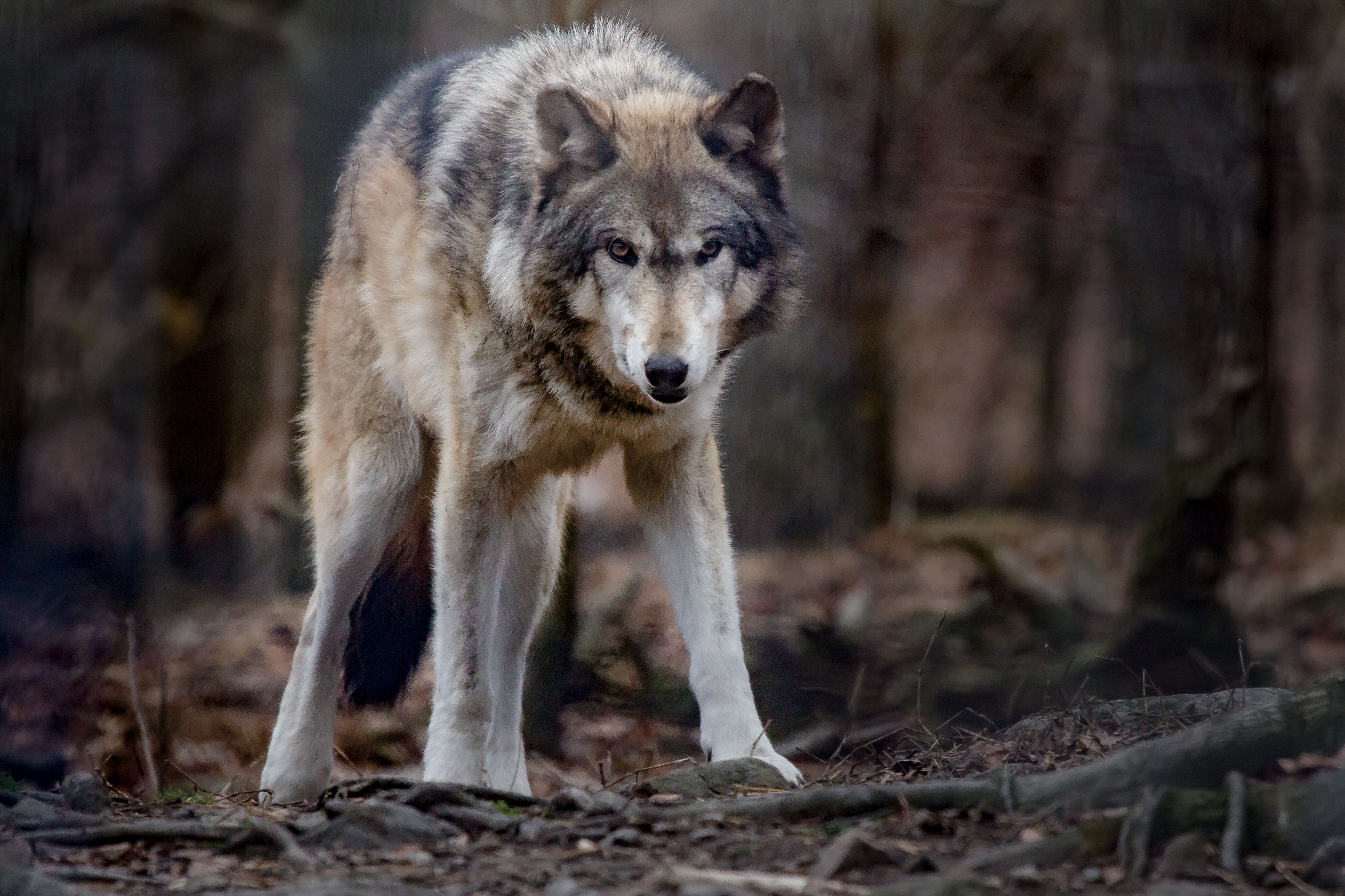 Волки Западного Кавказа
