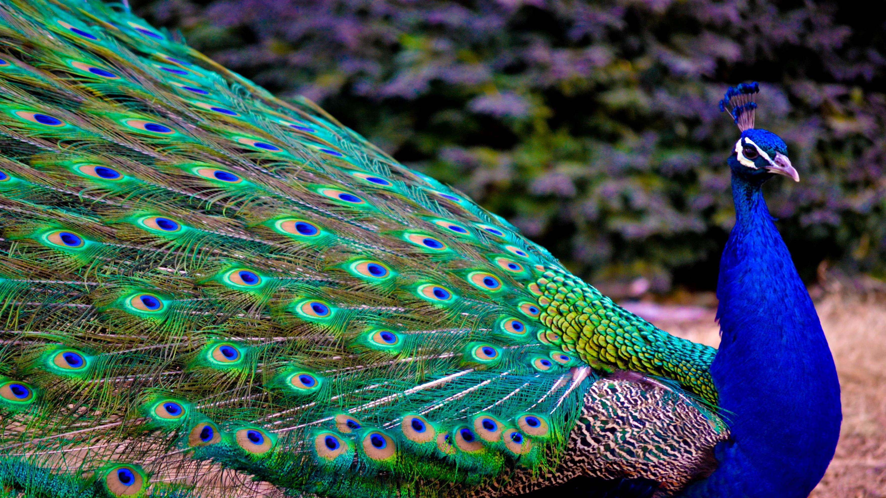 Peafowl Cell Phone Wallpapers