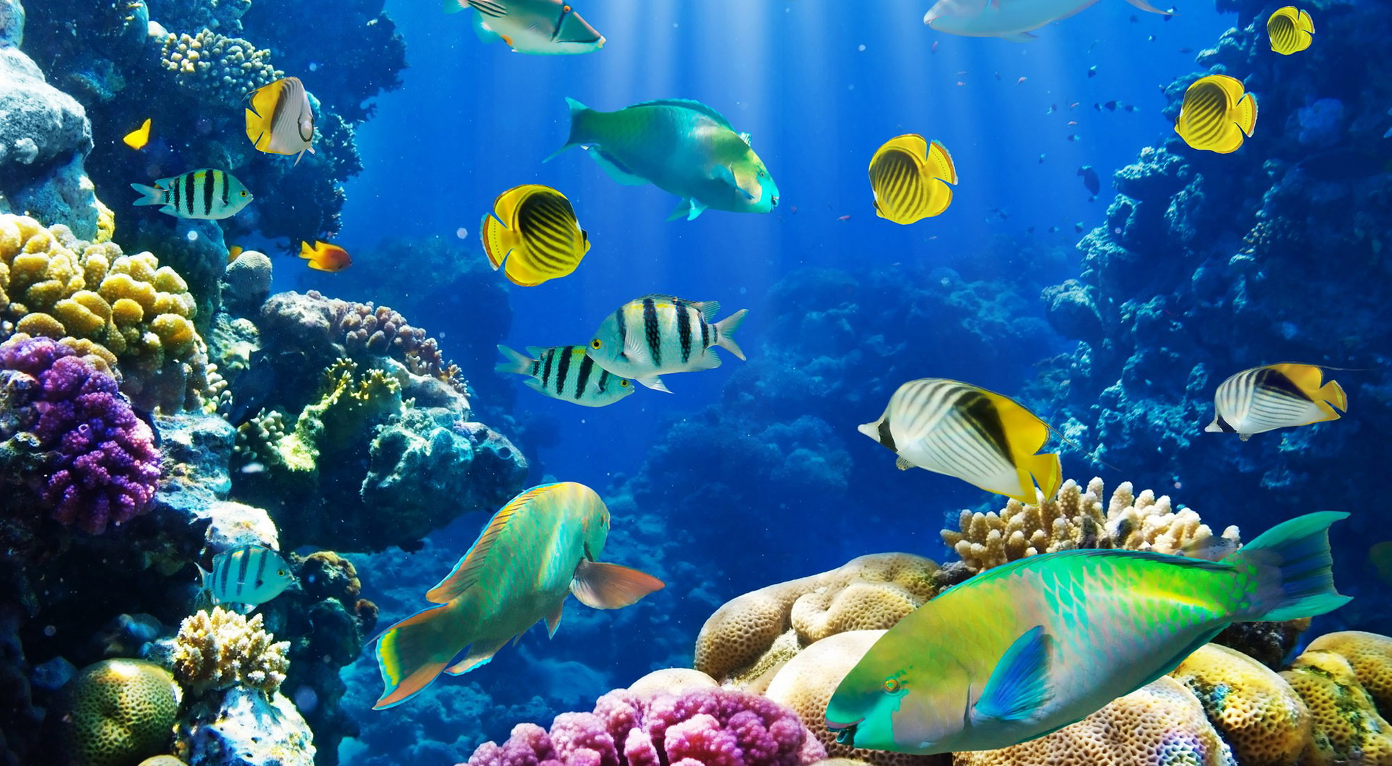 Tropical Fish Cell Phone Wallpapers