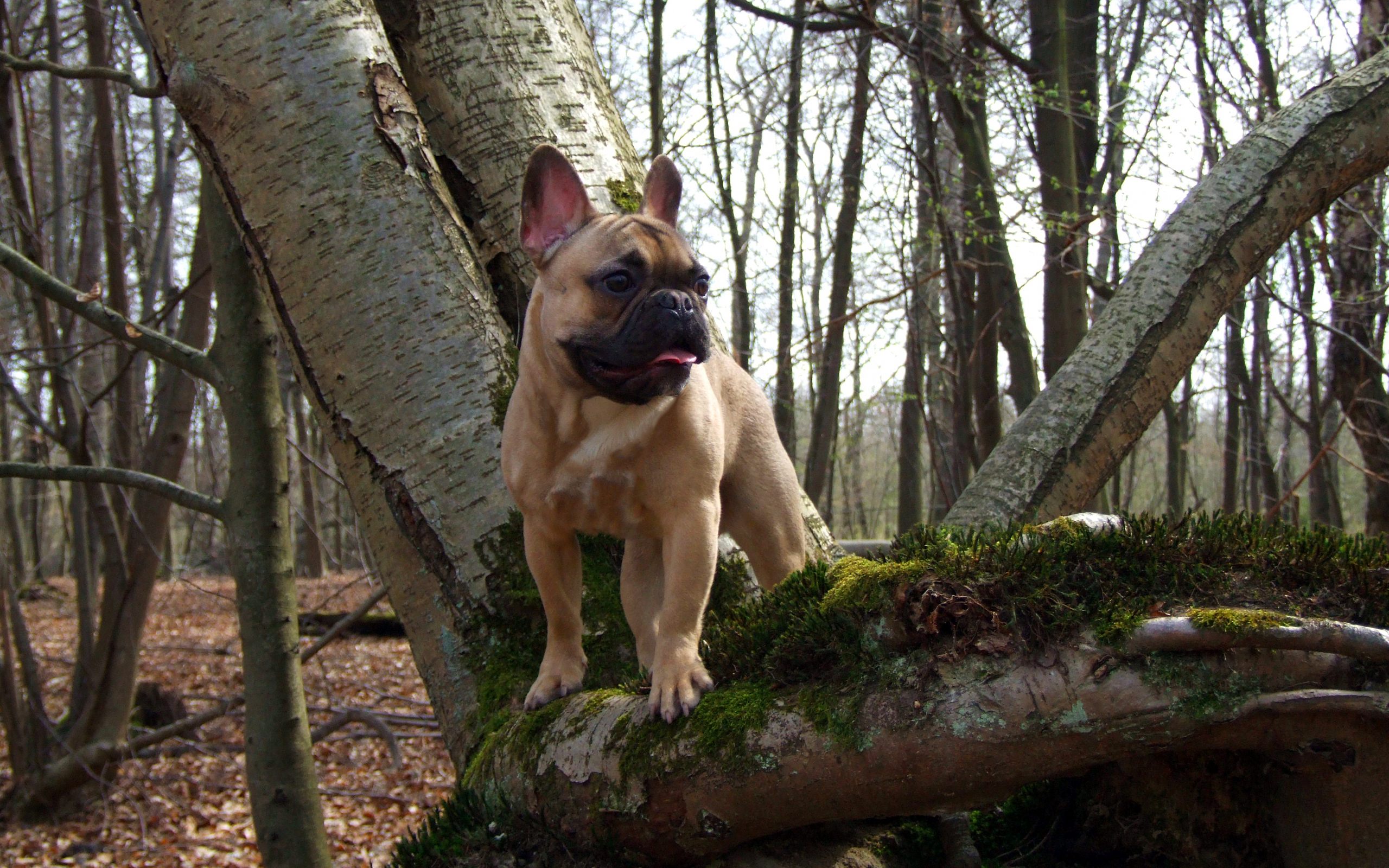 170601 descargar fondo de pantalla bulldog francés, animales, perros: protectores de pantalla e imágenes gratis