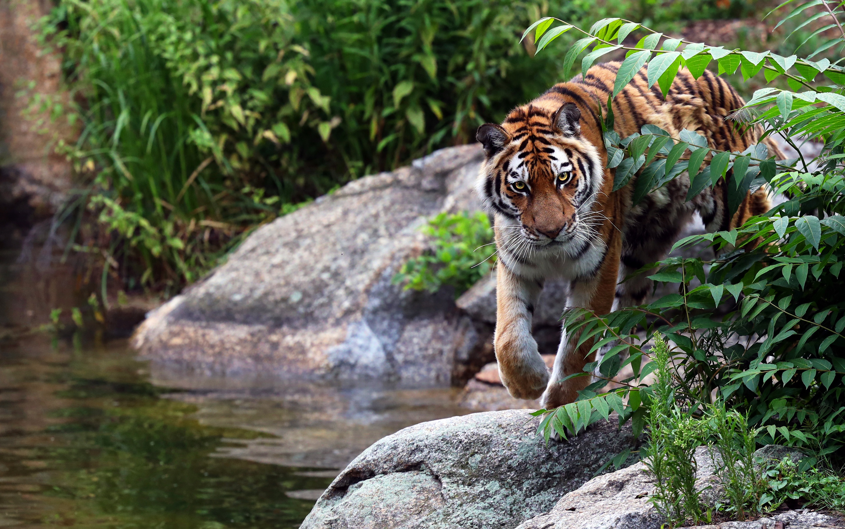 Тигр На Водопое