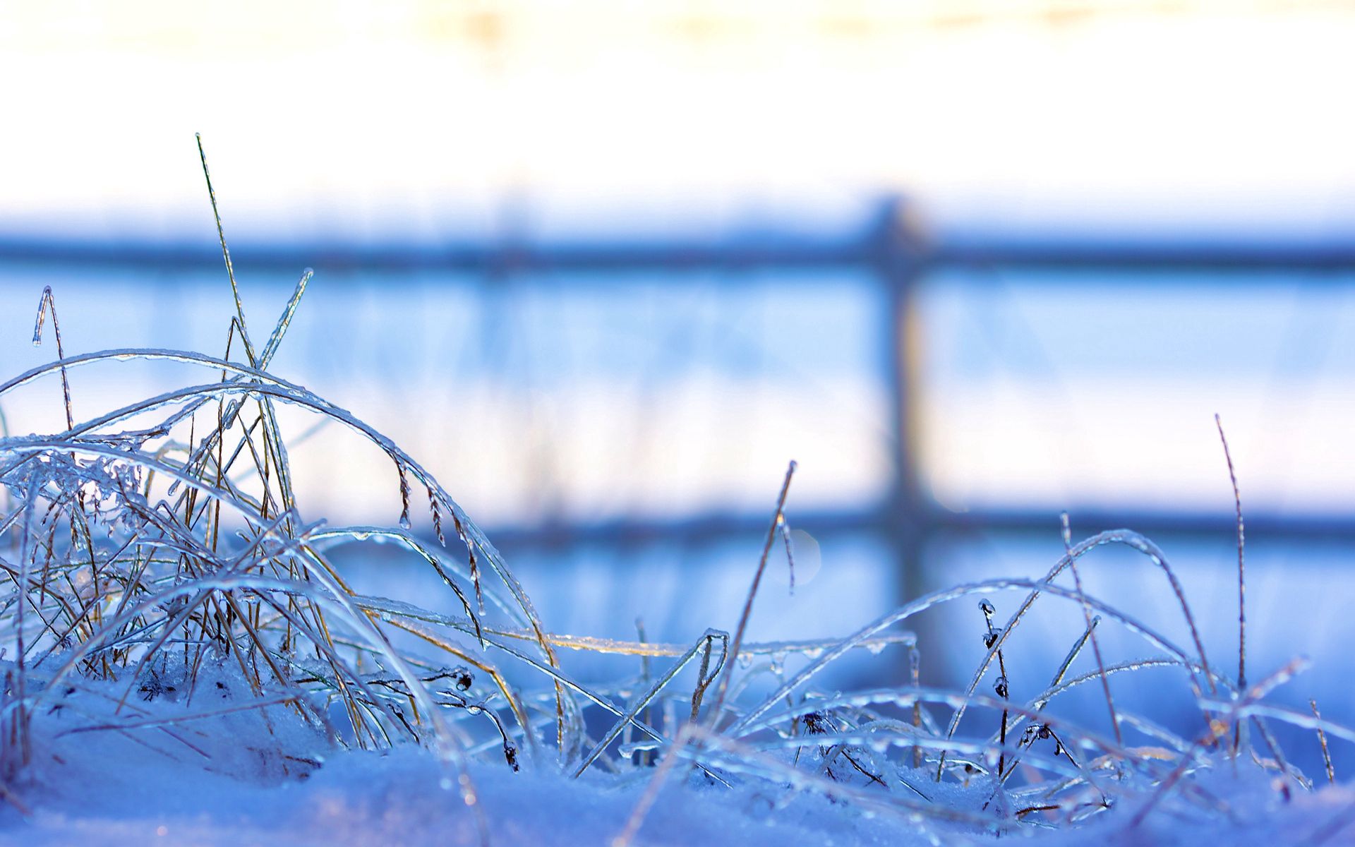 92716 скачать картинку снег, зима, трава, макро, травинки, замороженные, лёд - обои и заставки бесплатно