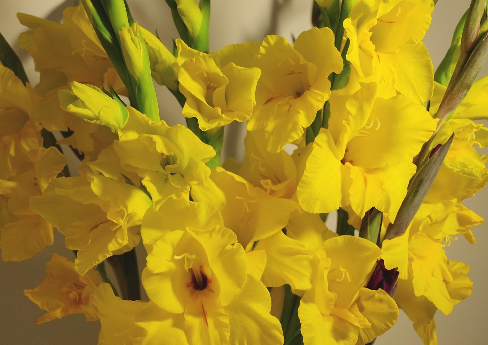 Laden Sie das Strauß, Bouquet, Gladiole, Blumen-Bild kostenlos auf Ihren PC-Desktop herunter