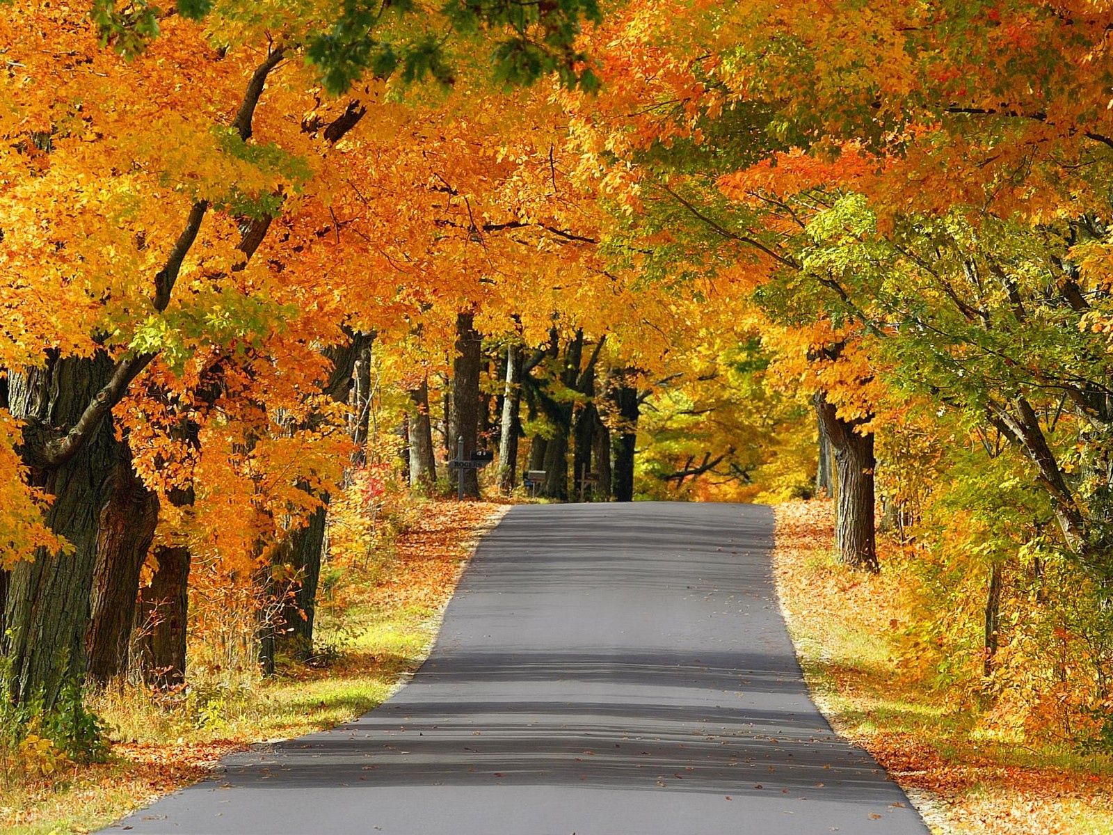 autumn, nature, trees, road, asphalt, alley, wisconsin