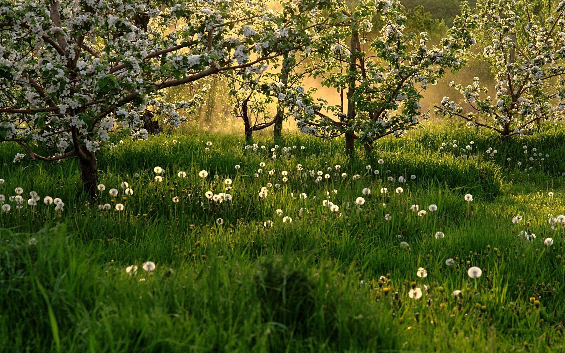 Скачать обои бесплатно Трава, Природа, Деревья, Цветение, Весна, Одуванчики картинка на рабочий стол ПК