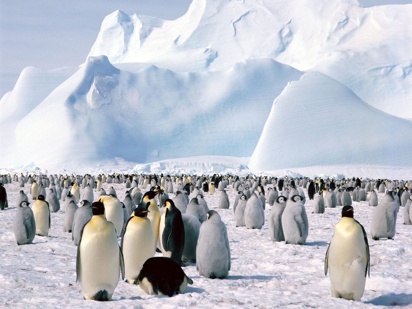animals, birds, pinguins HD wallpaper
