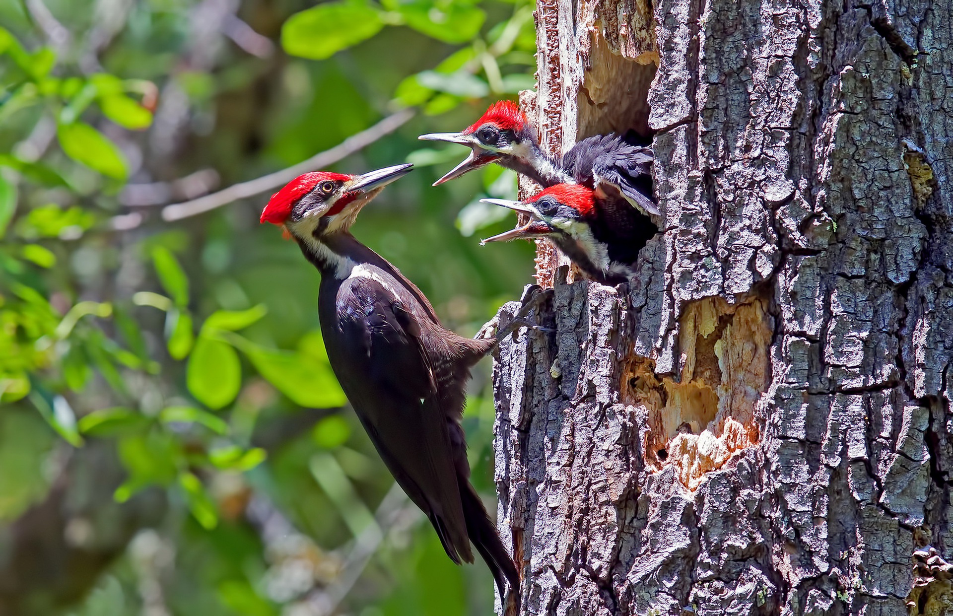 Full HD animal, woodpecker, bird, birds