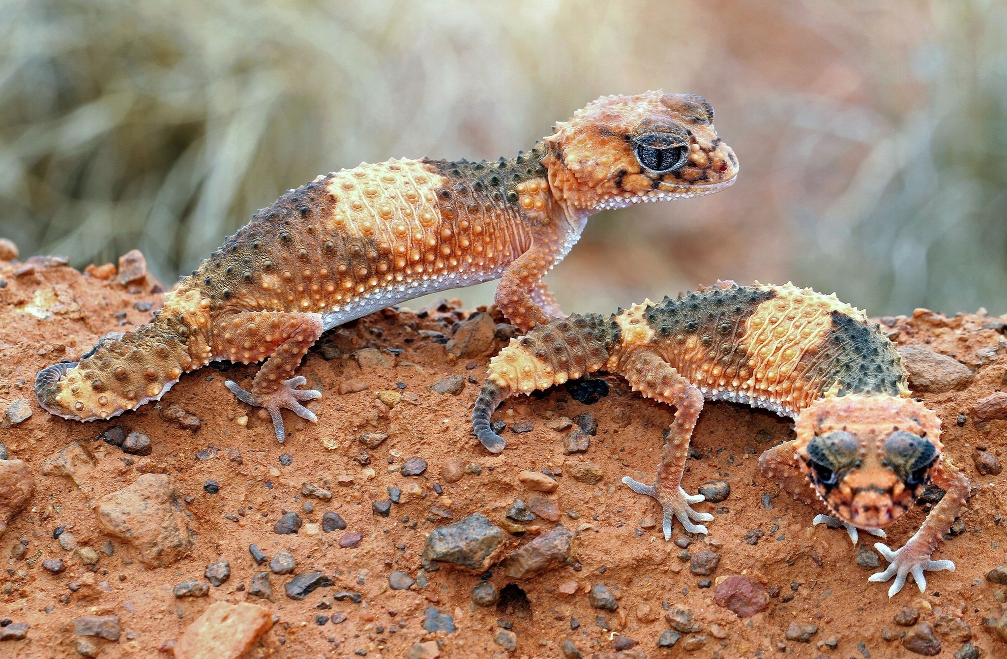 Lizard  desktop Images