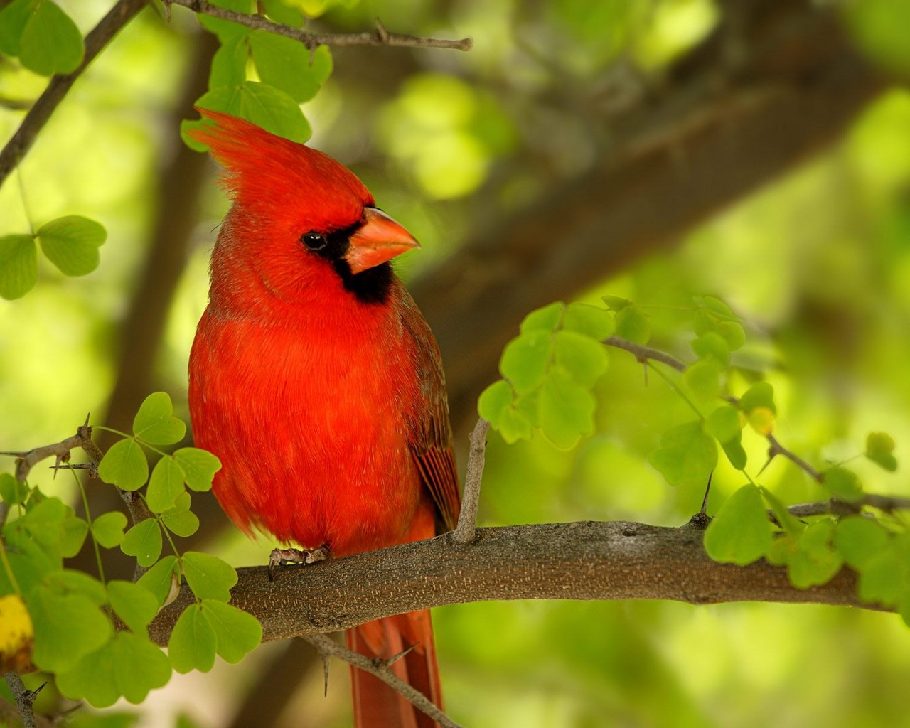 animal, cardinal, bird Full HD