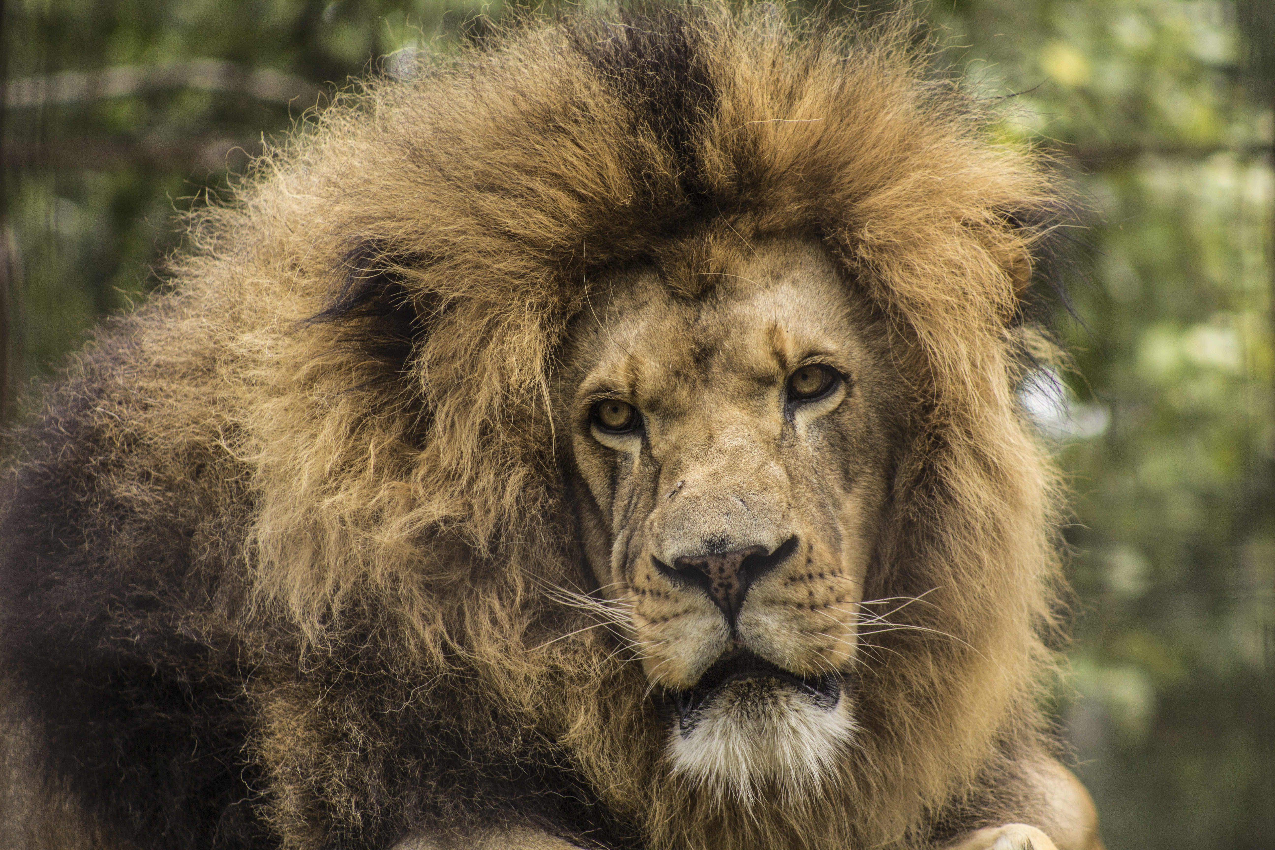 animals, muzzle, lion, predator, sight, opinion, mane wallpapers for tablet