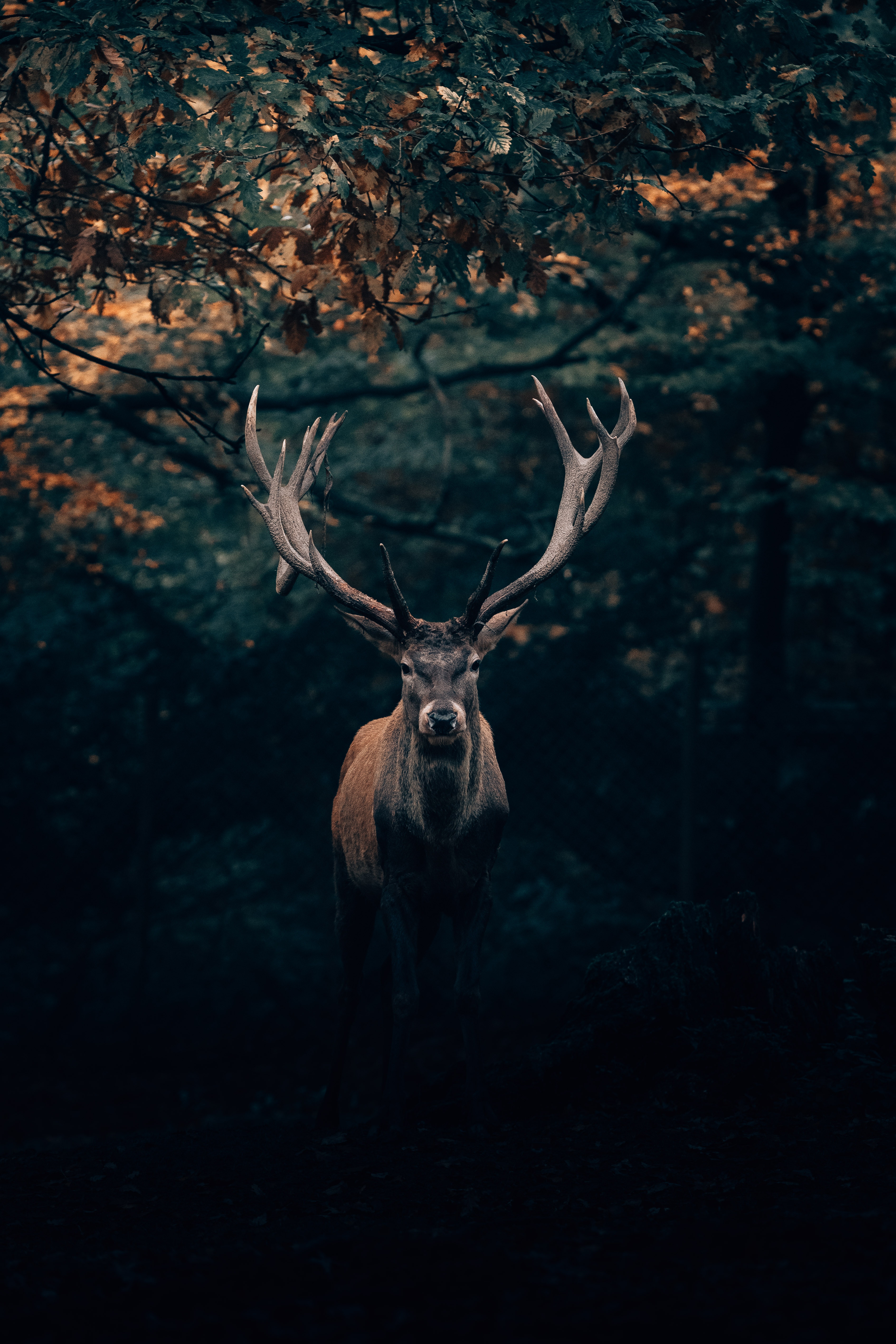 deer, wildlife, horns, animals, forest, branches