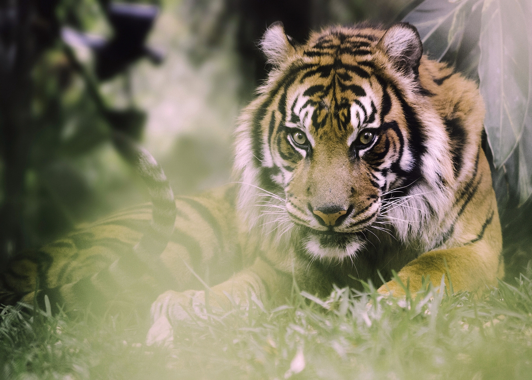 Тигр в красивой природы