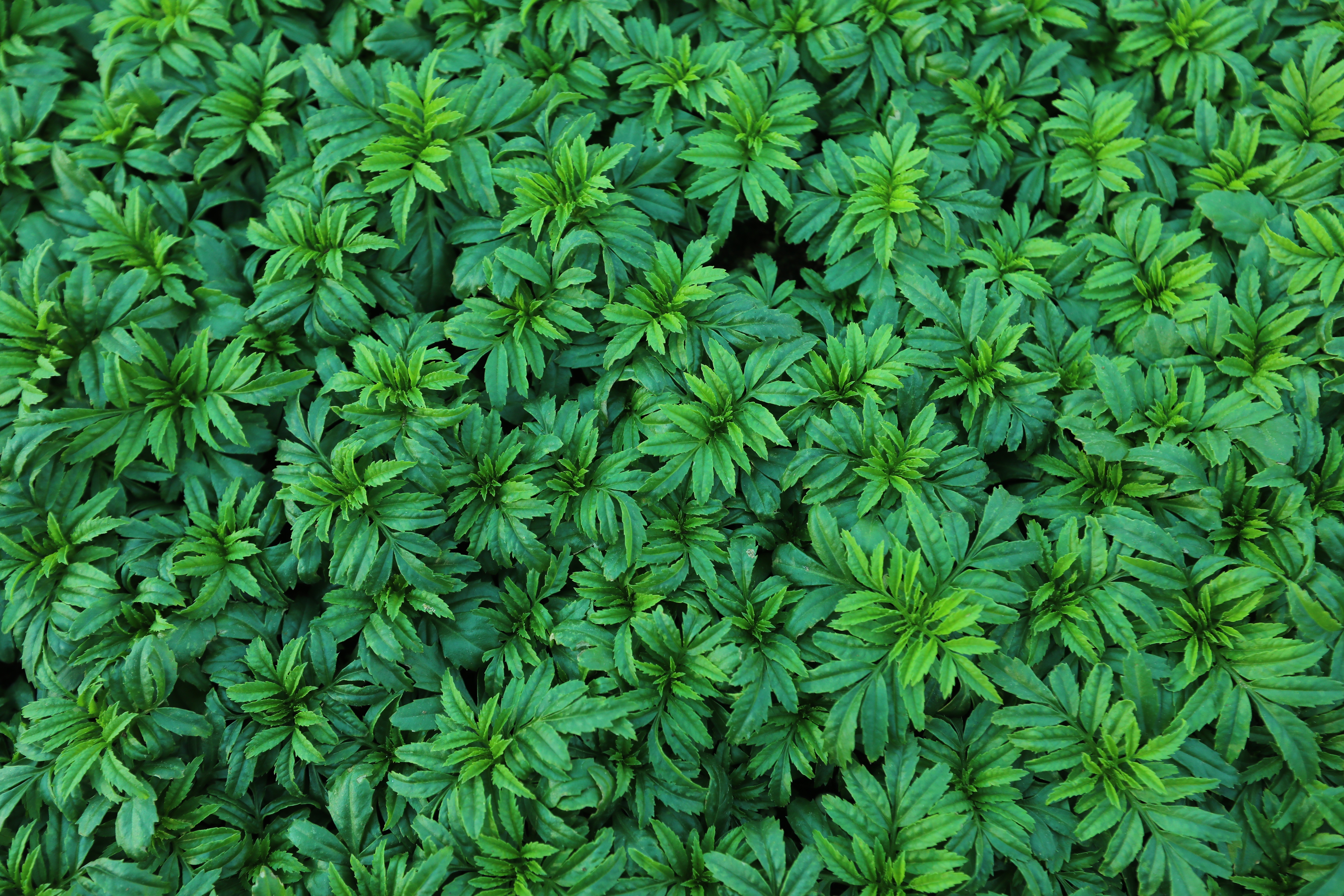 Free download wallpaper Nature, Bush, Plant, Leaves on your PC desktop