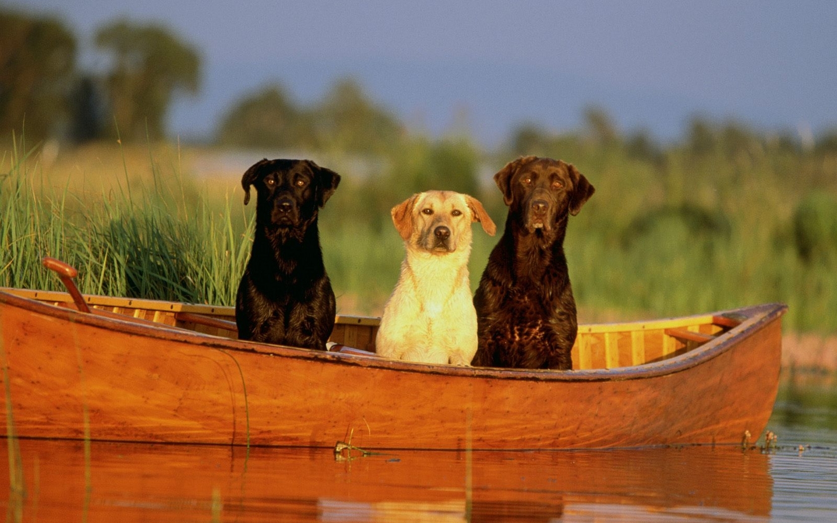 Download mobile wallpaper Animals, Boats, Dogs for free.