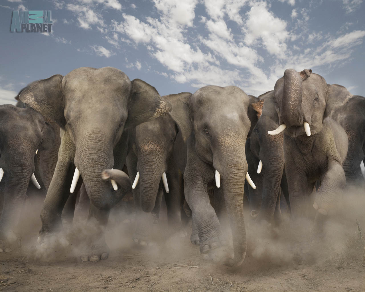 elephants, animals, orange High Definition image