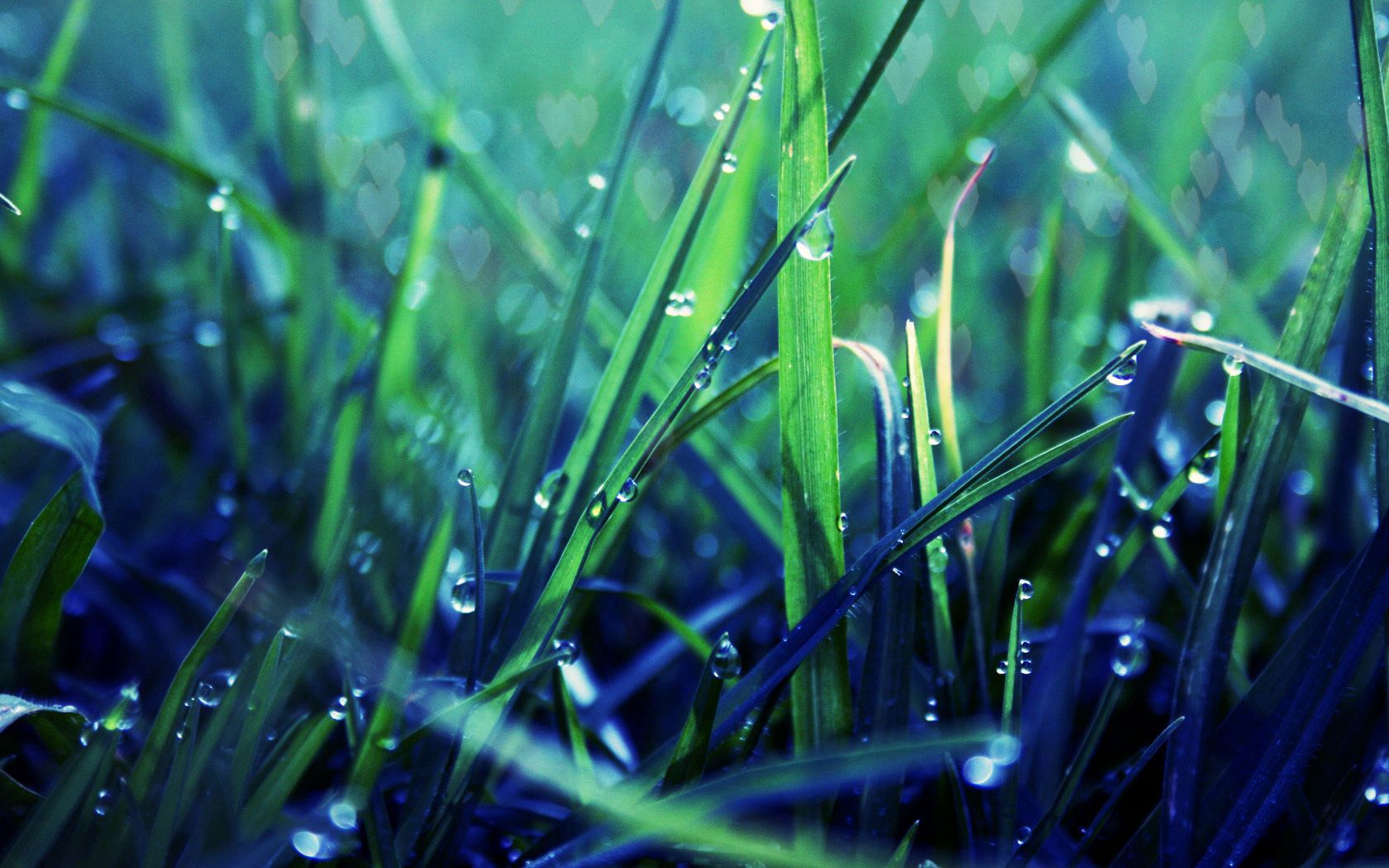 Laden Sie das Grass, Drops, Makro, Schatten, Tau-Bild kostenlos auf Ihren PC-Desktop herunter