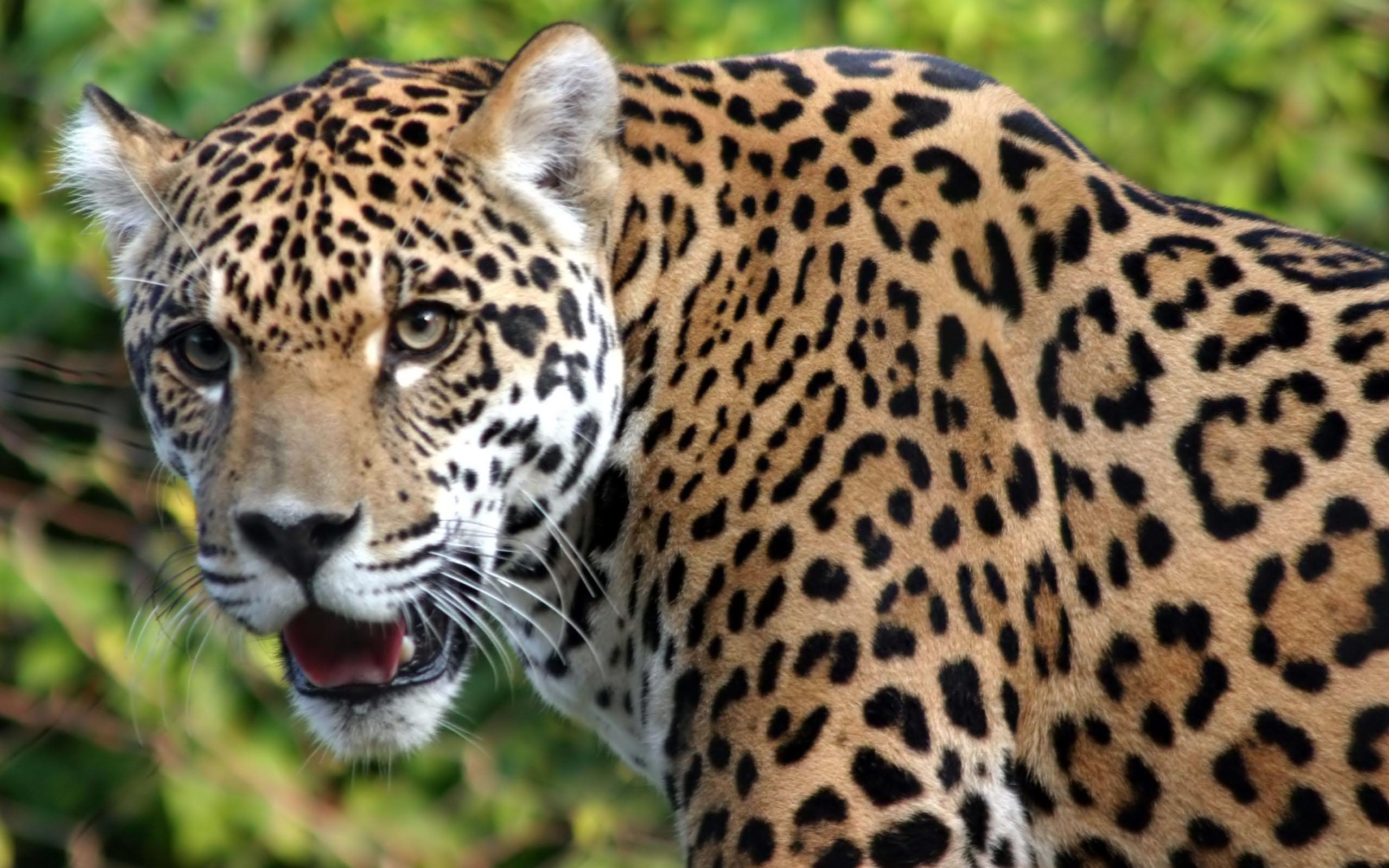 170343 télécharger le fond d'écran animaux, jaguar, chats - économiseurs d'écran et images gratuitement