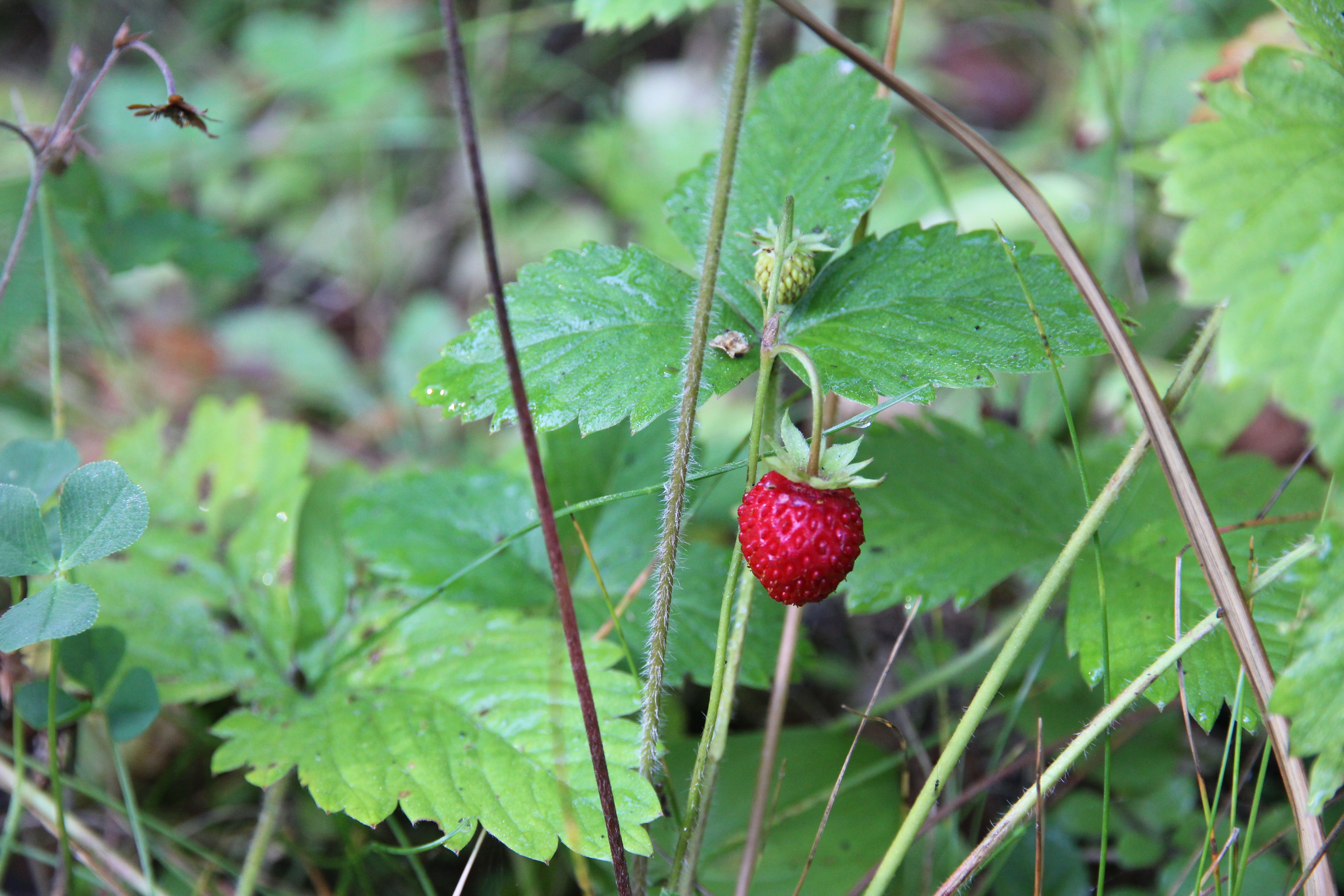 food, strawberry, leaves, wild strawberries, wild berry, forest berry
