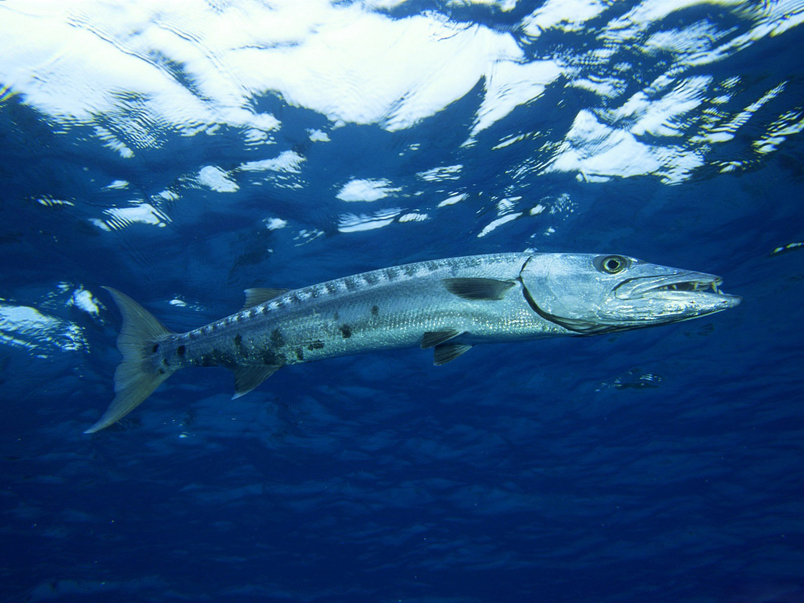 animal, barracuda