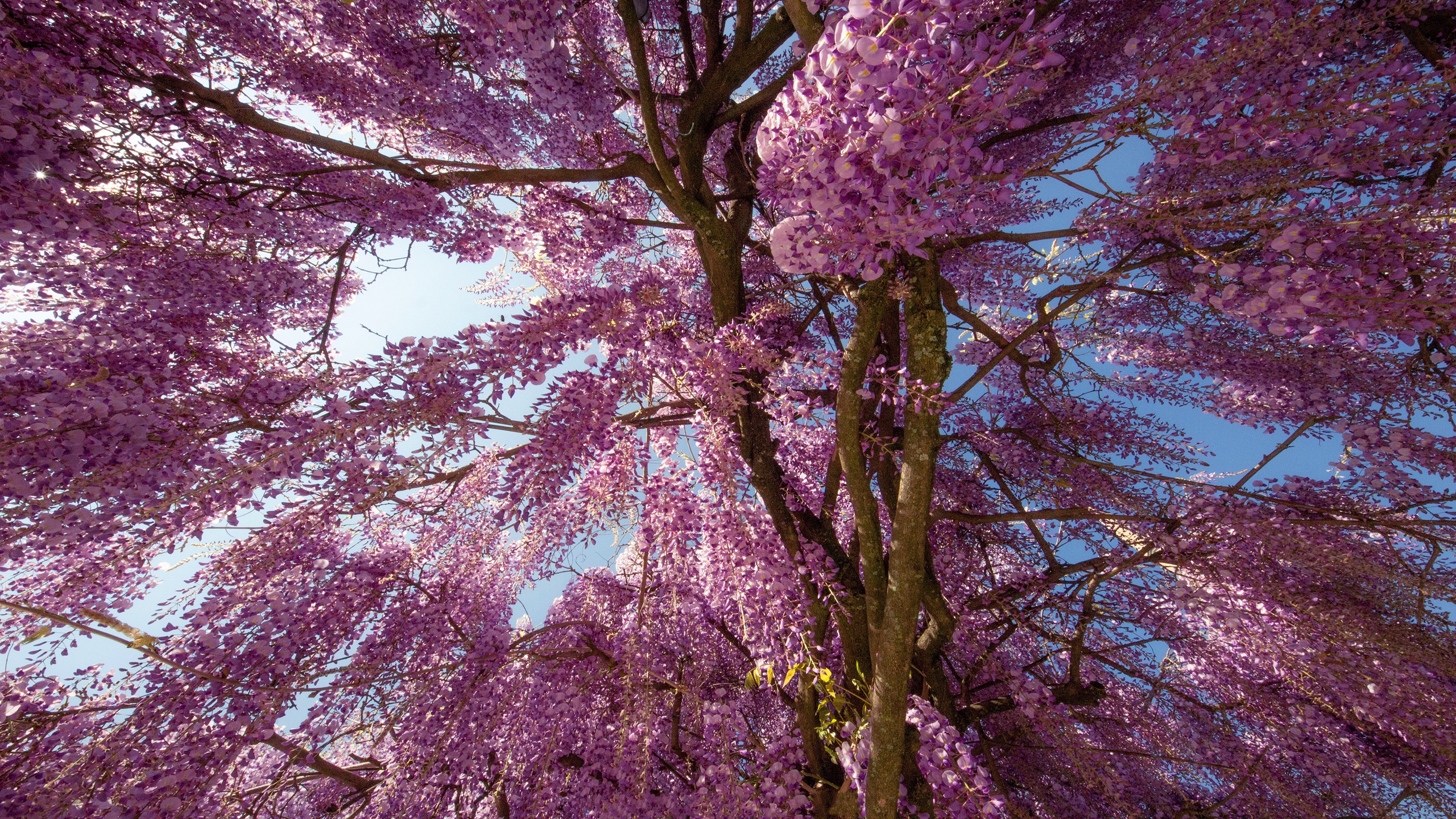 Скачати мобільні шпалери Квітка, Дерево, Цвітіння, Земля, Весна, Гліцинія, Флауерзи безкоштовно.