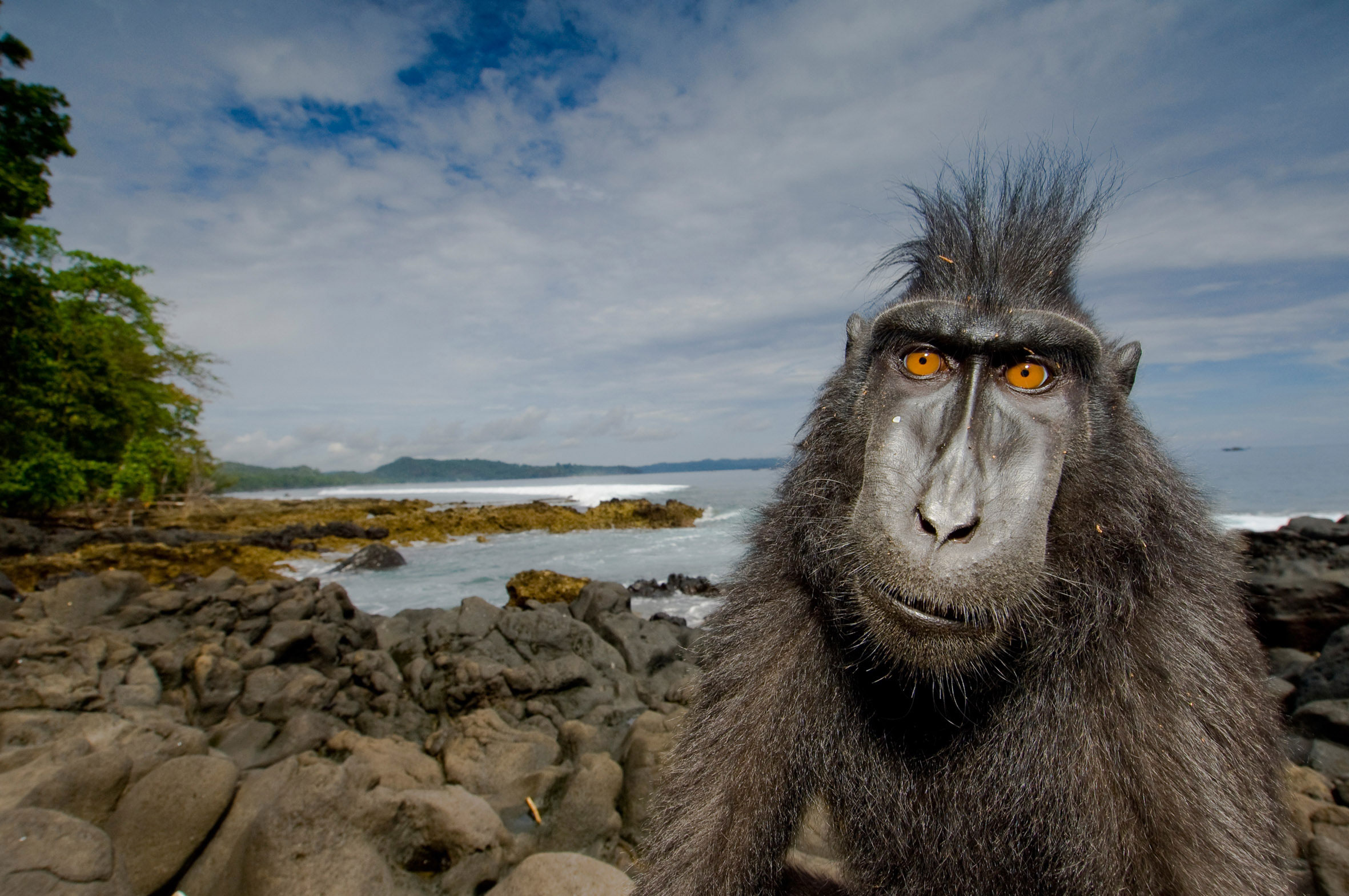 237882 descargar fondo de pantalla animales, mono, monos: protectores de pantalla e imágenes gratis