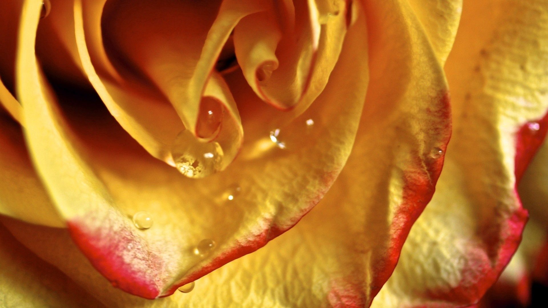 Laden Sie das Makro, Rose, Linien, Drop, Ein Tropfen, Blütenblätter-Bild kostenlos auf Ihren PC-Desktop herunter
