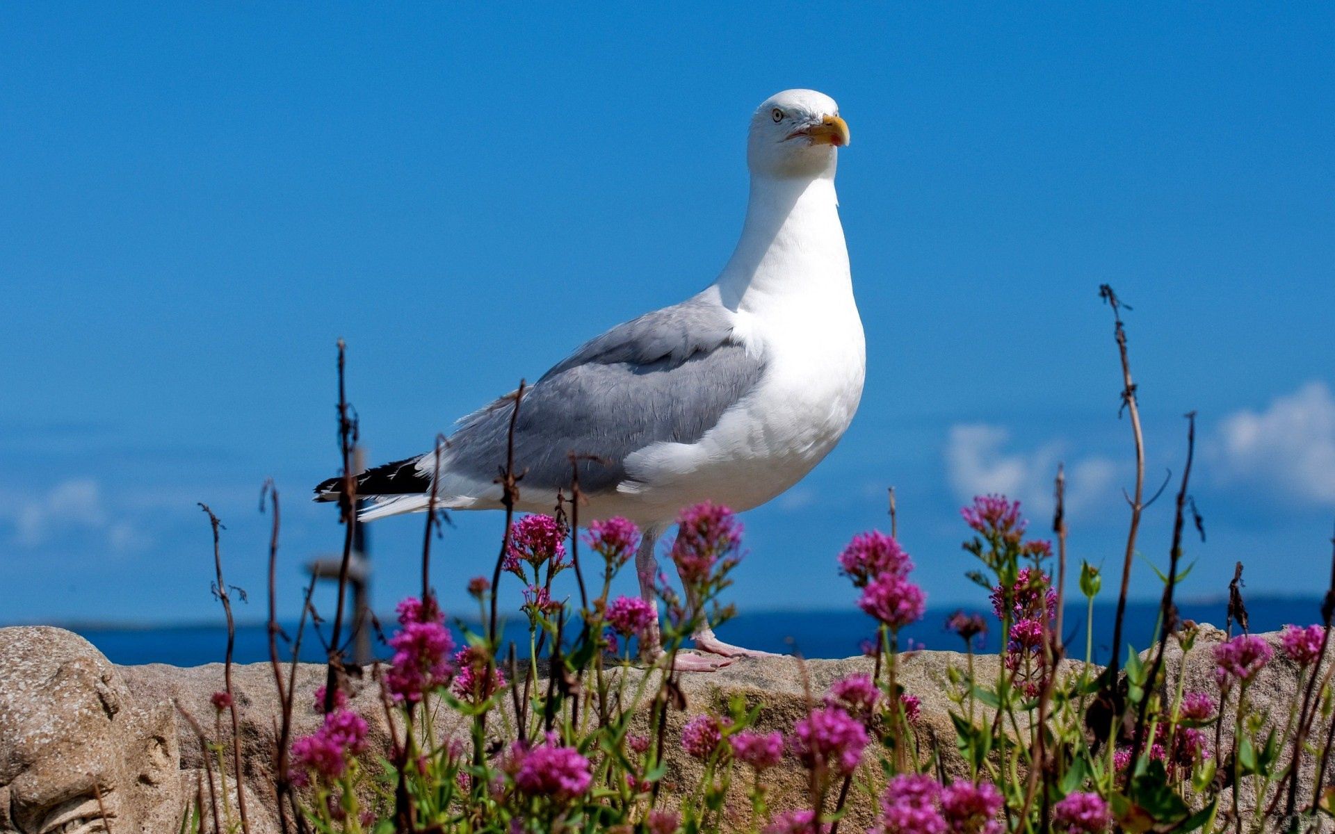 color, bird, animals, sky, light, light coloured, gull, seagull High Definition image