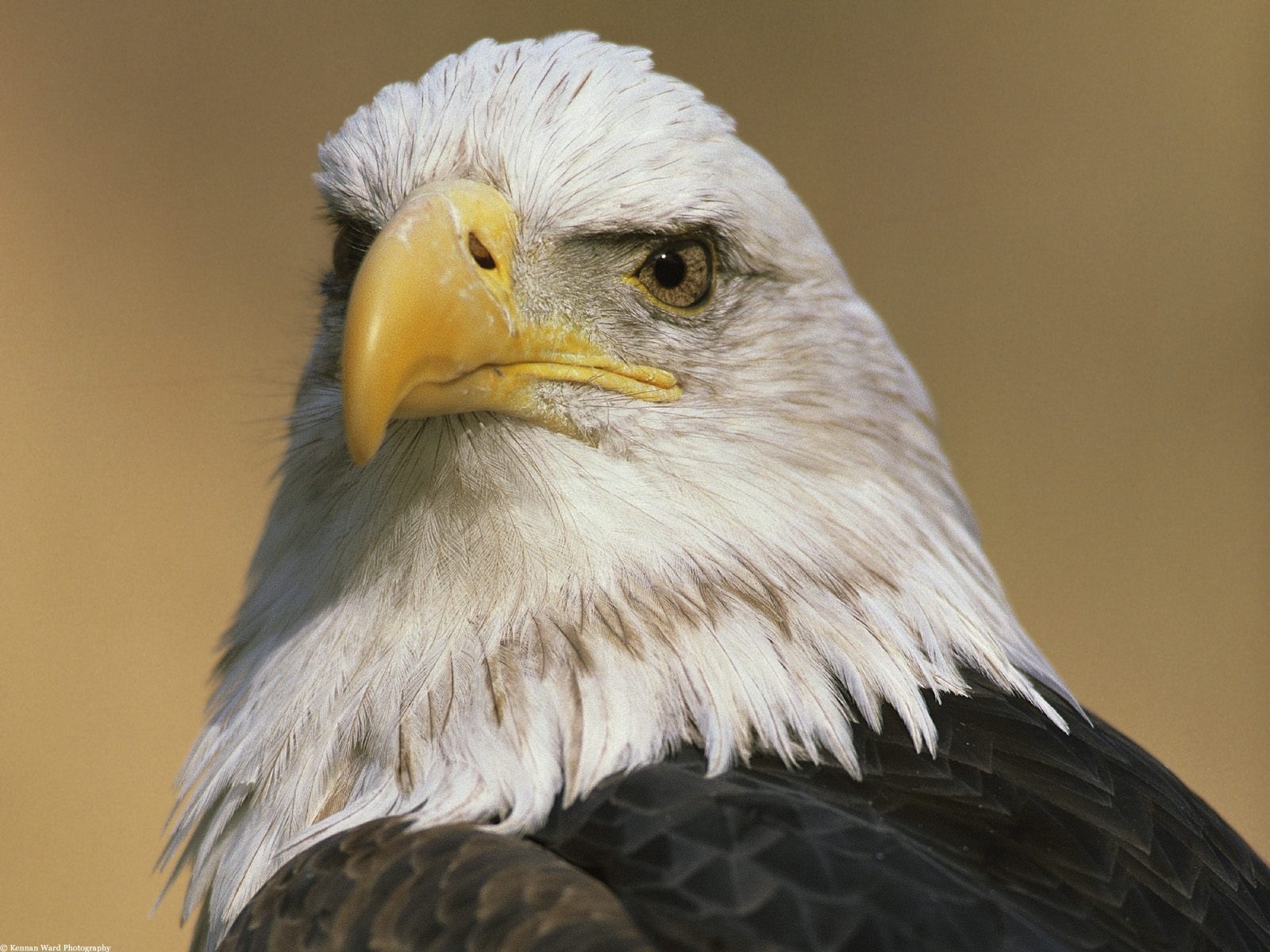 eagles, animals, birds Free Stock Photo