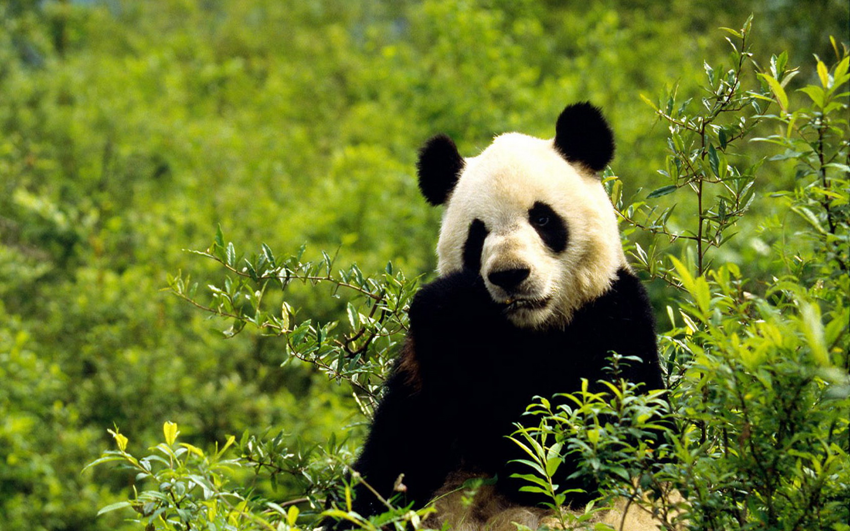 Тибетская Панда